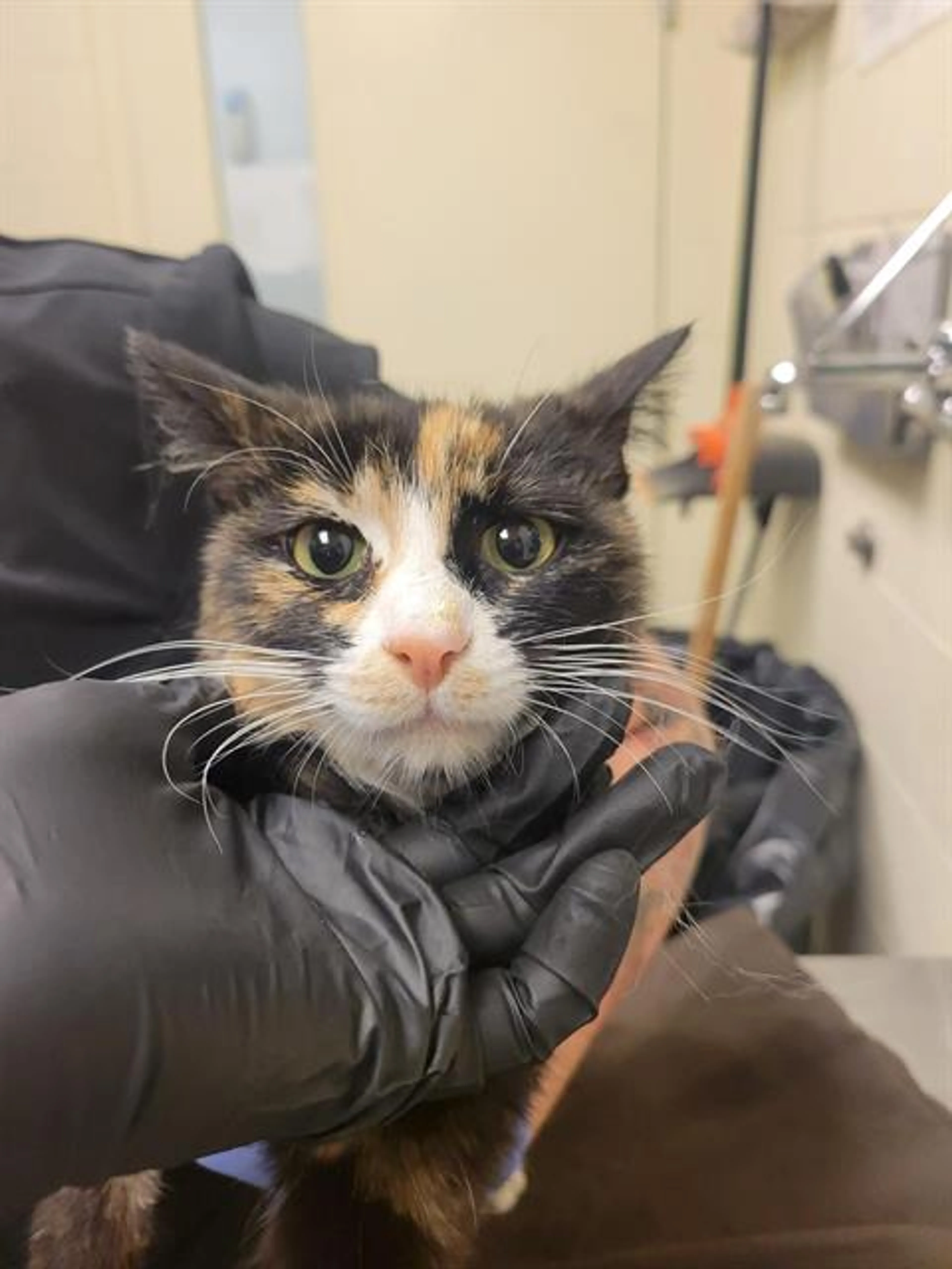 Found pet