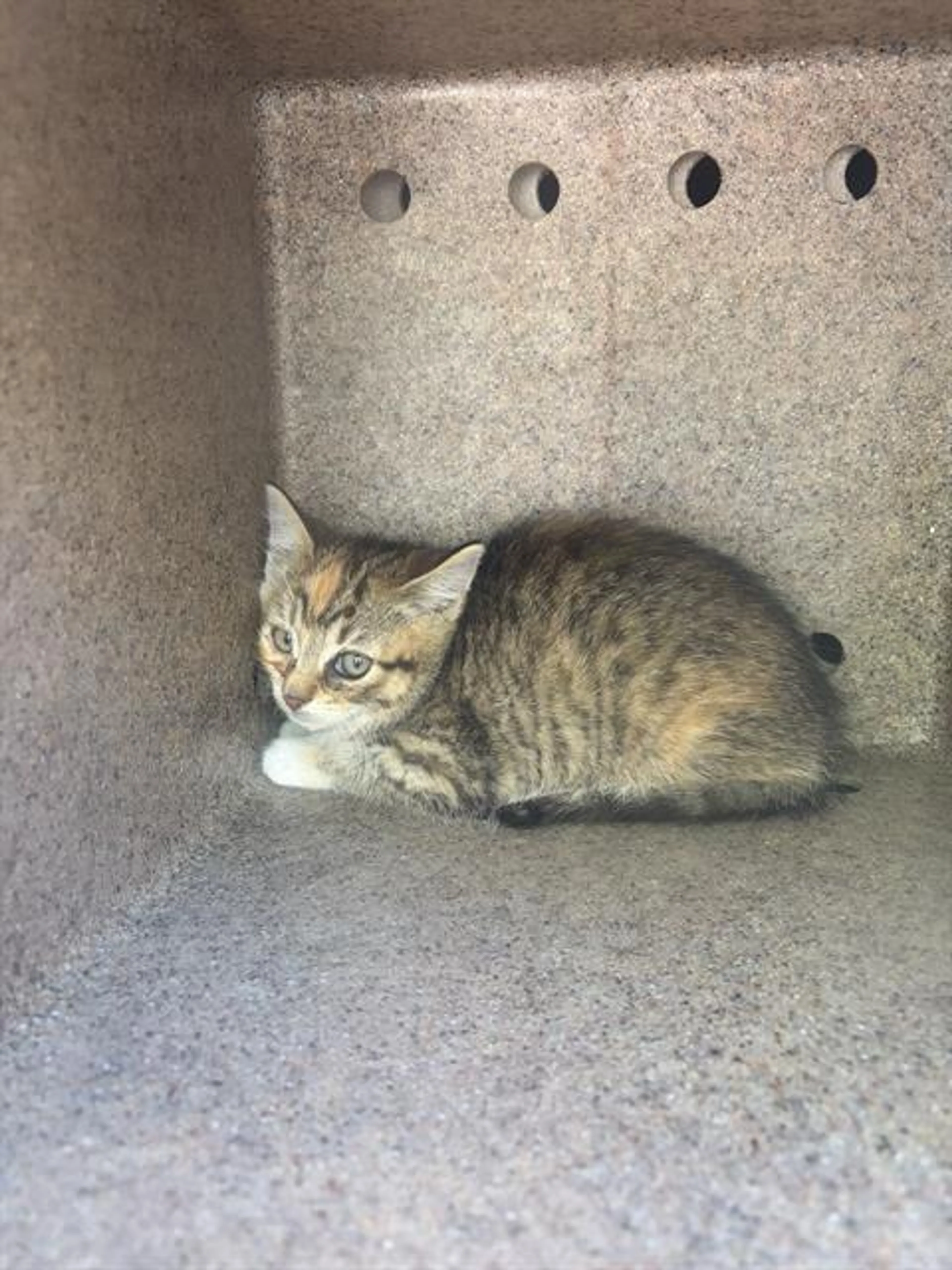 Found pet
