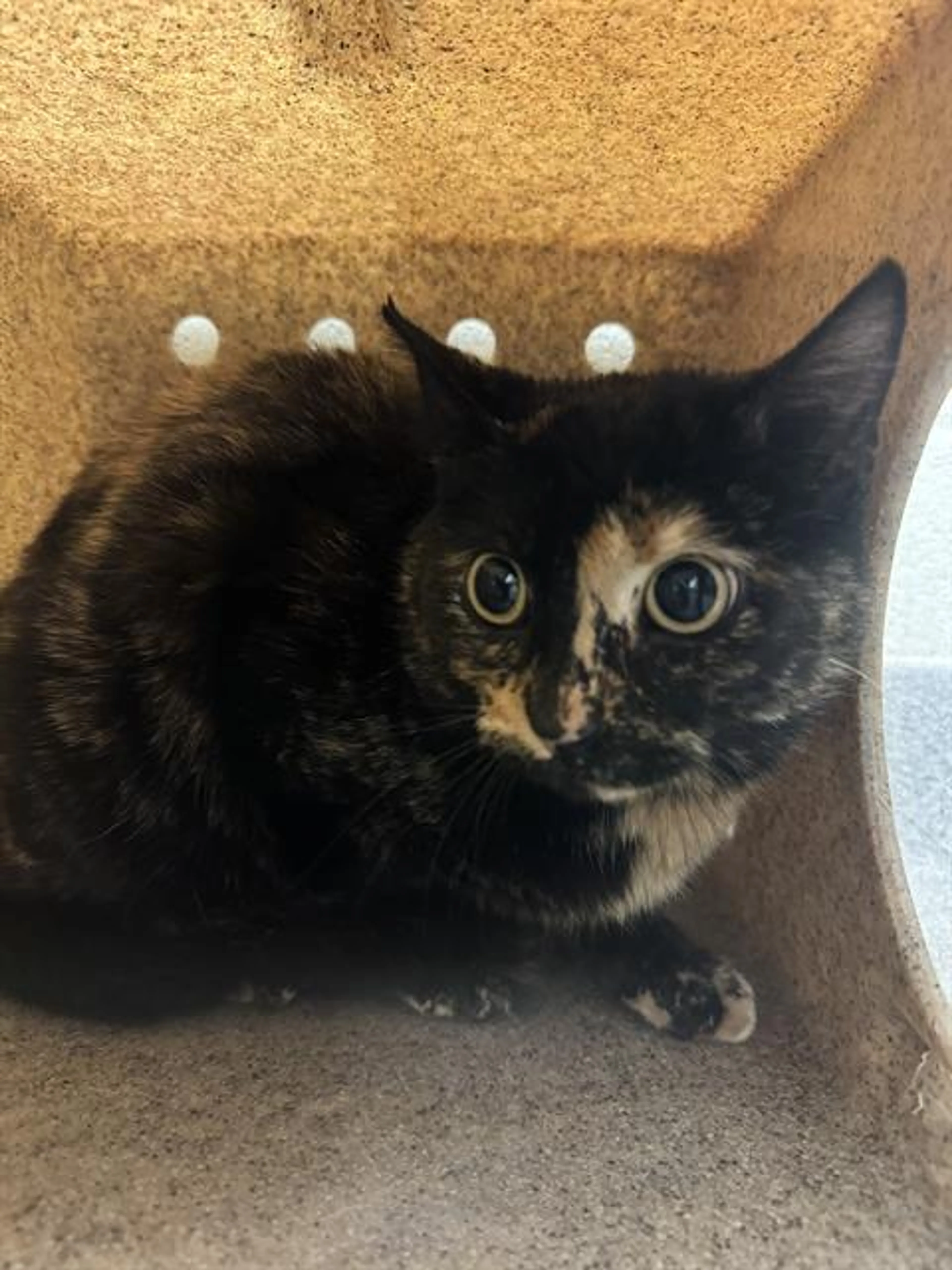 Found pet
