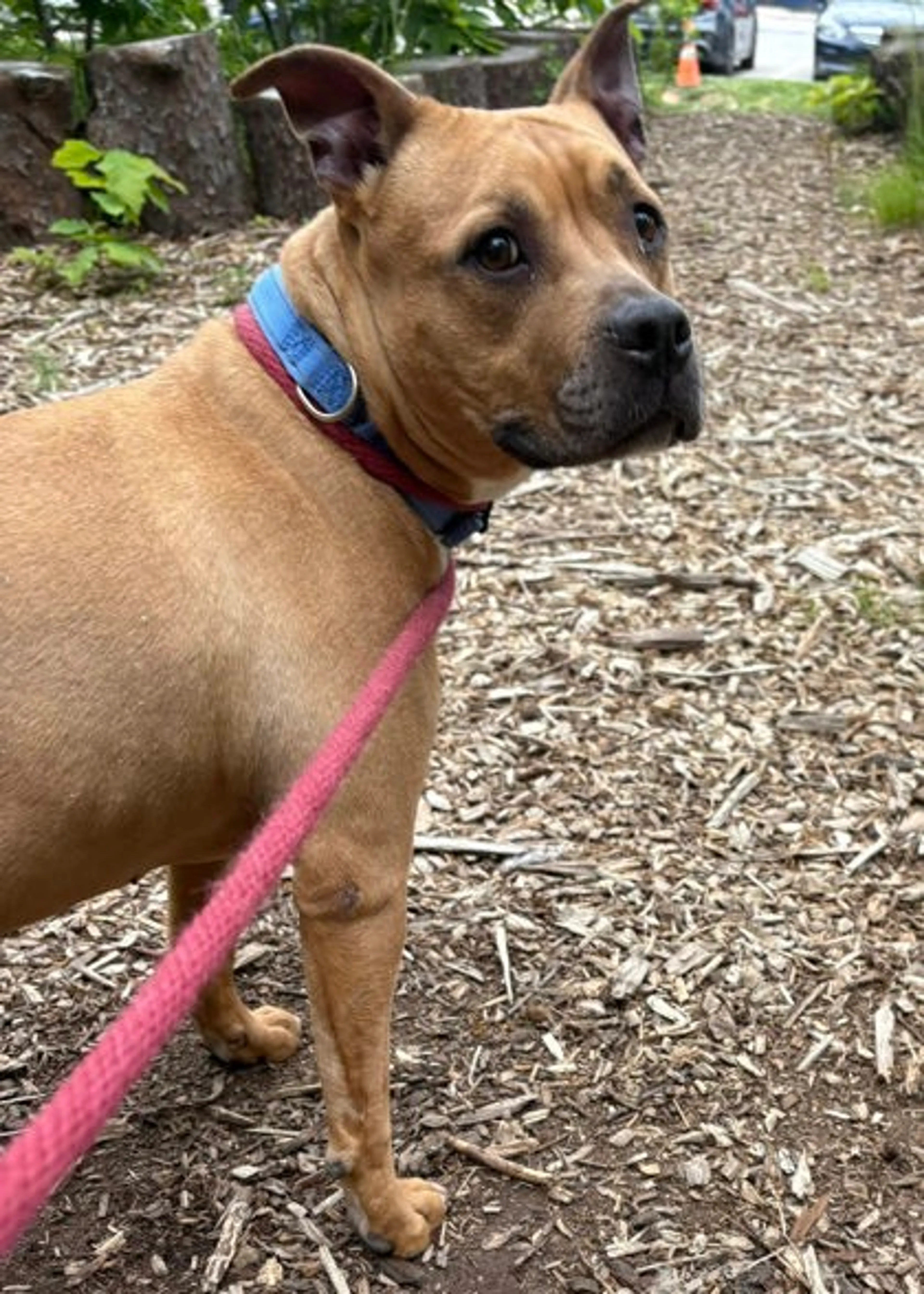Found pet-2
