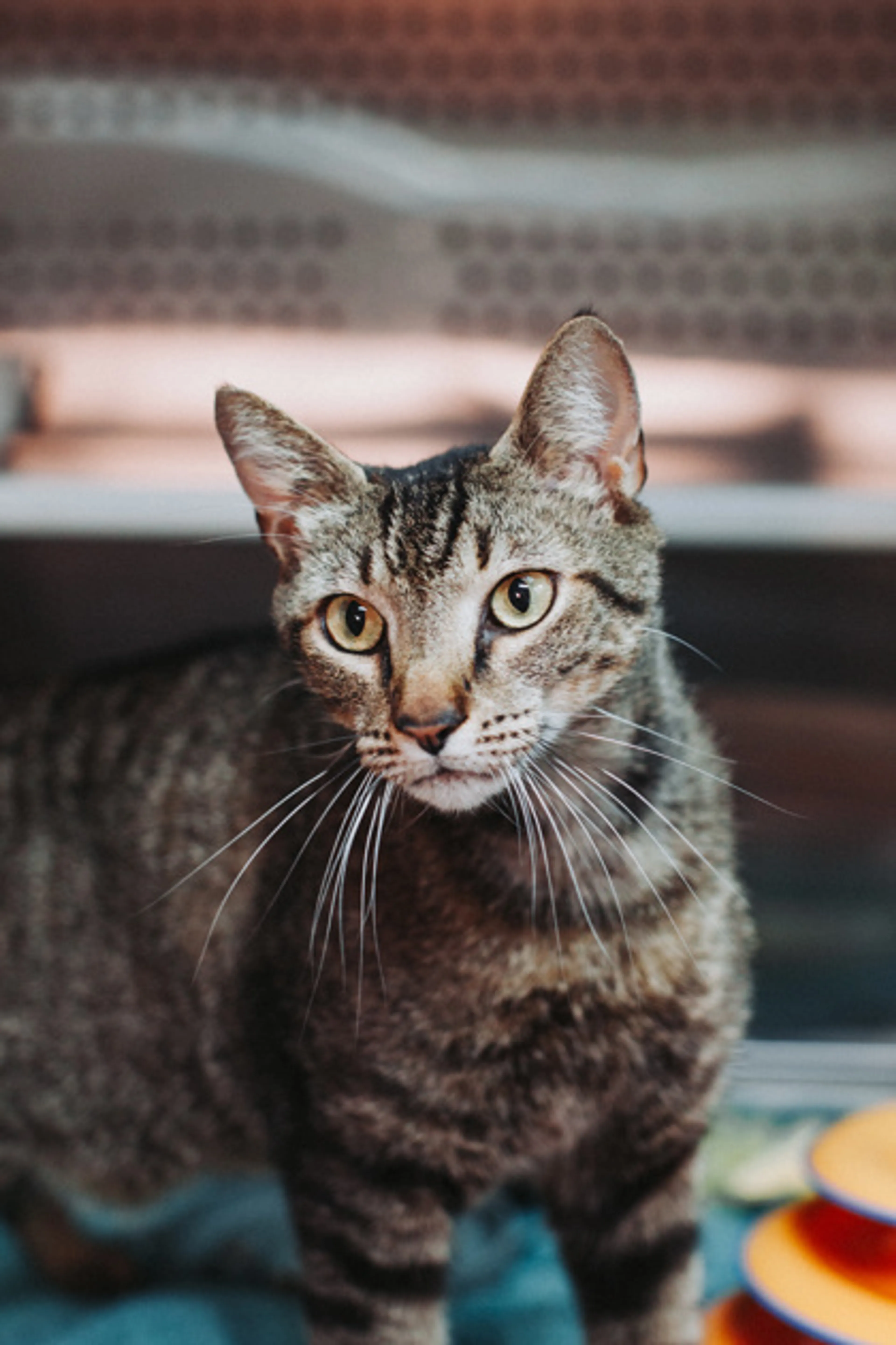 Found pet-1