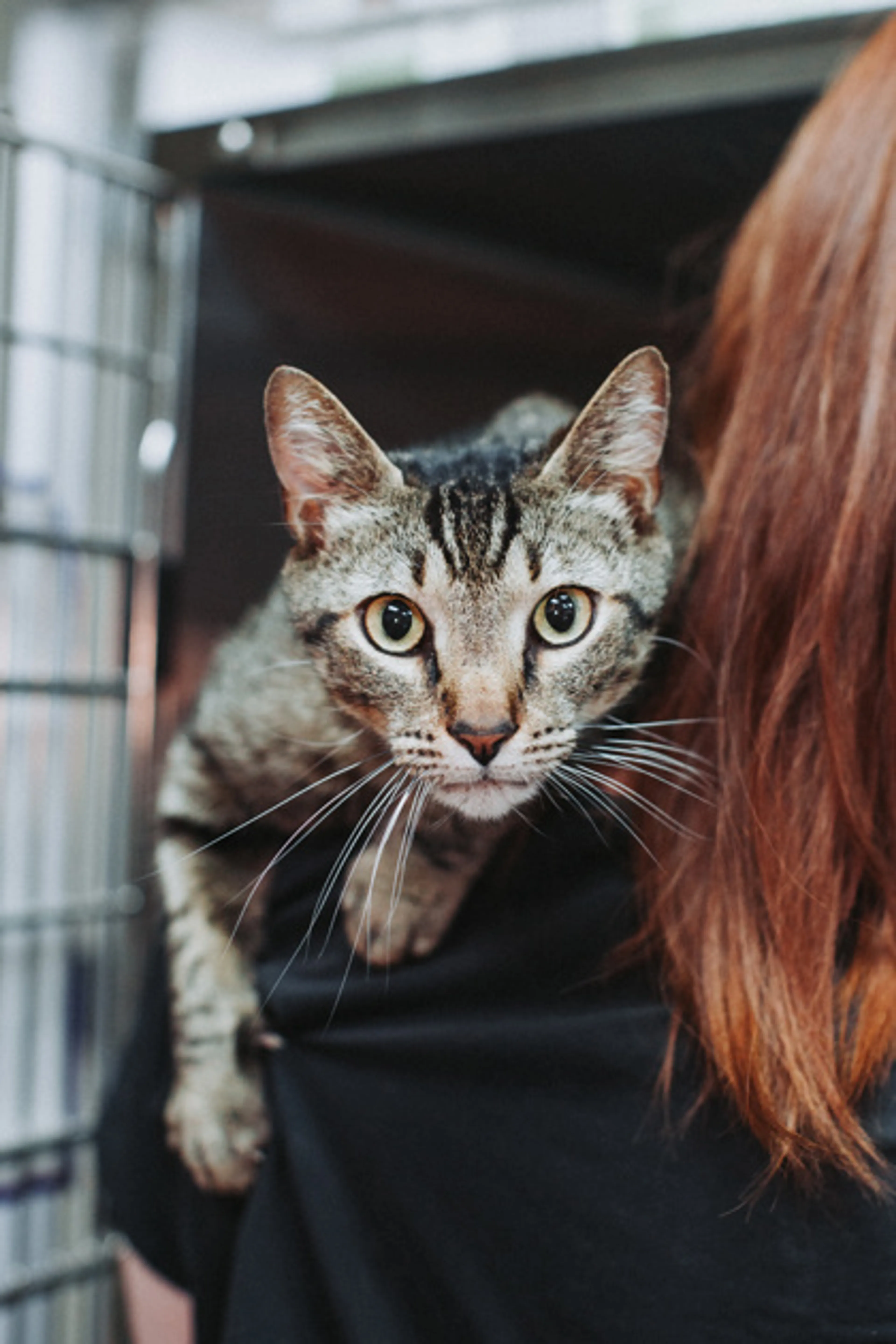 Found pet-2
