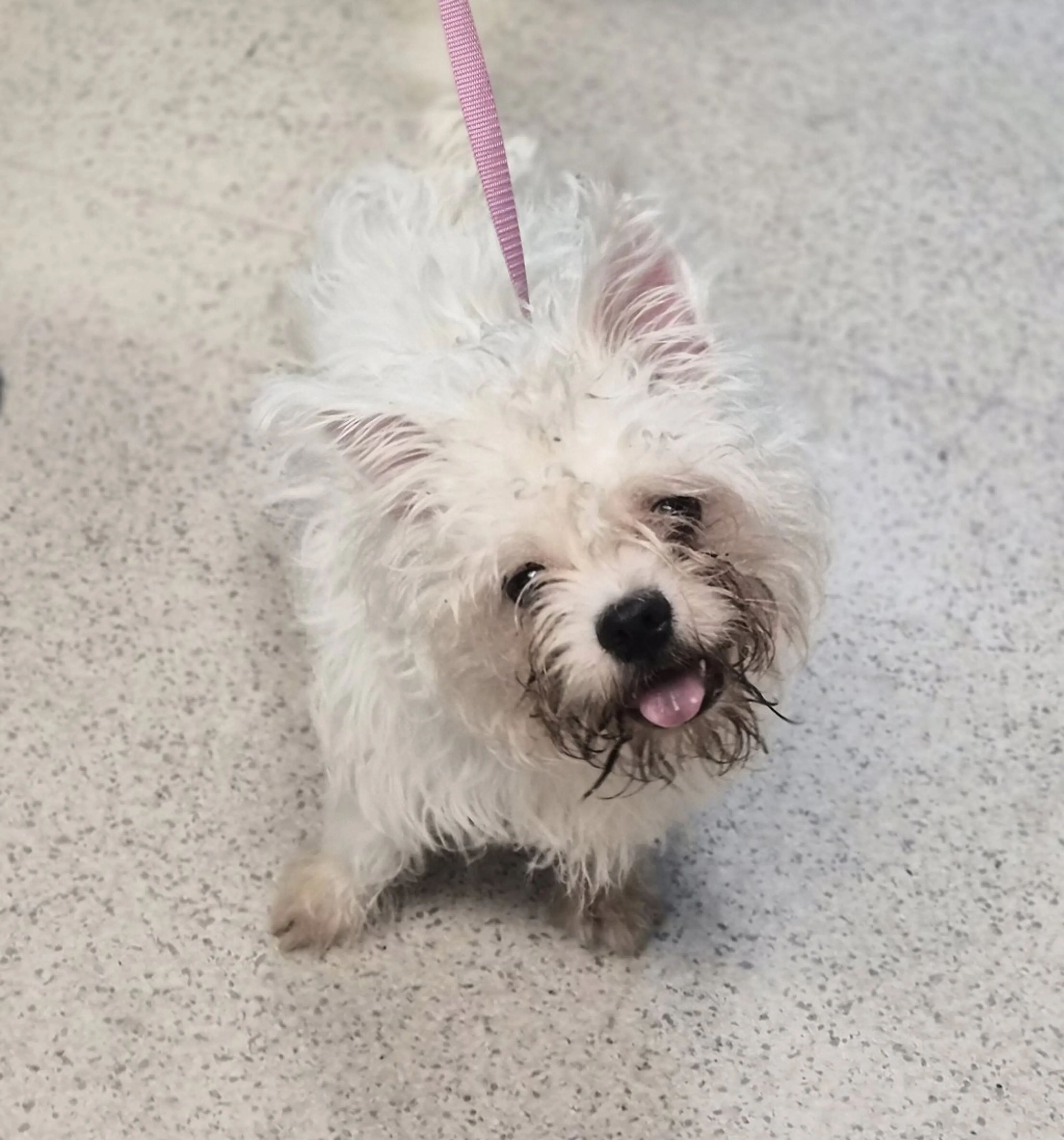 Found pet