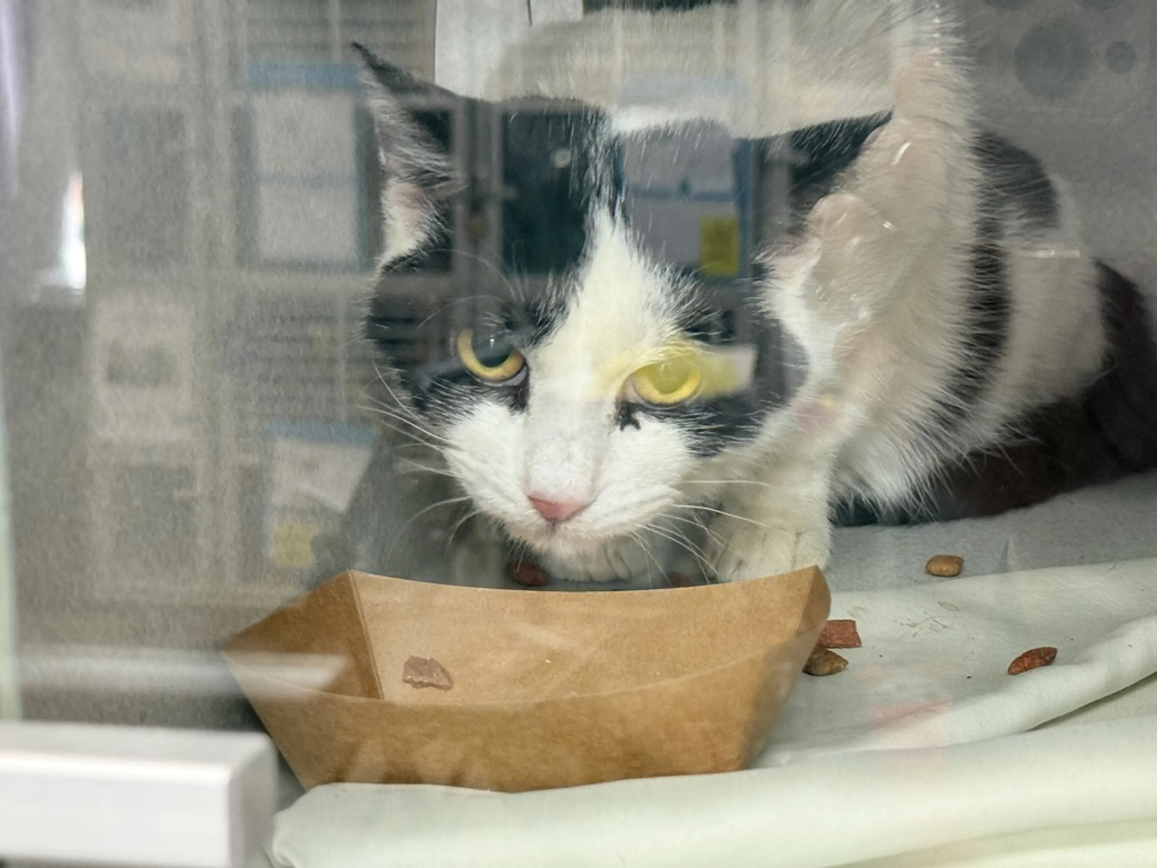 Found pet-1