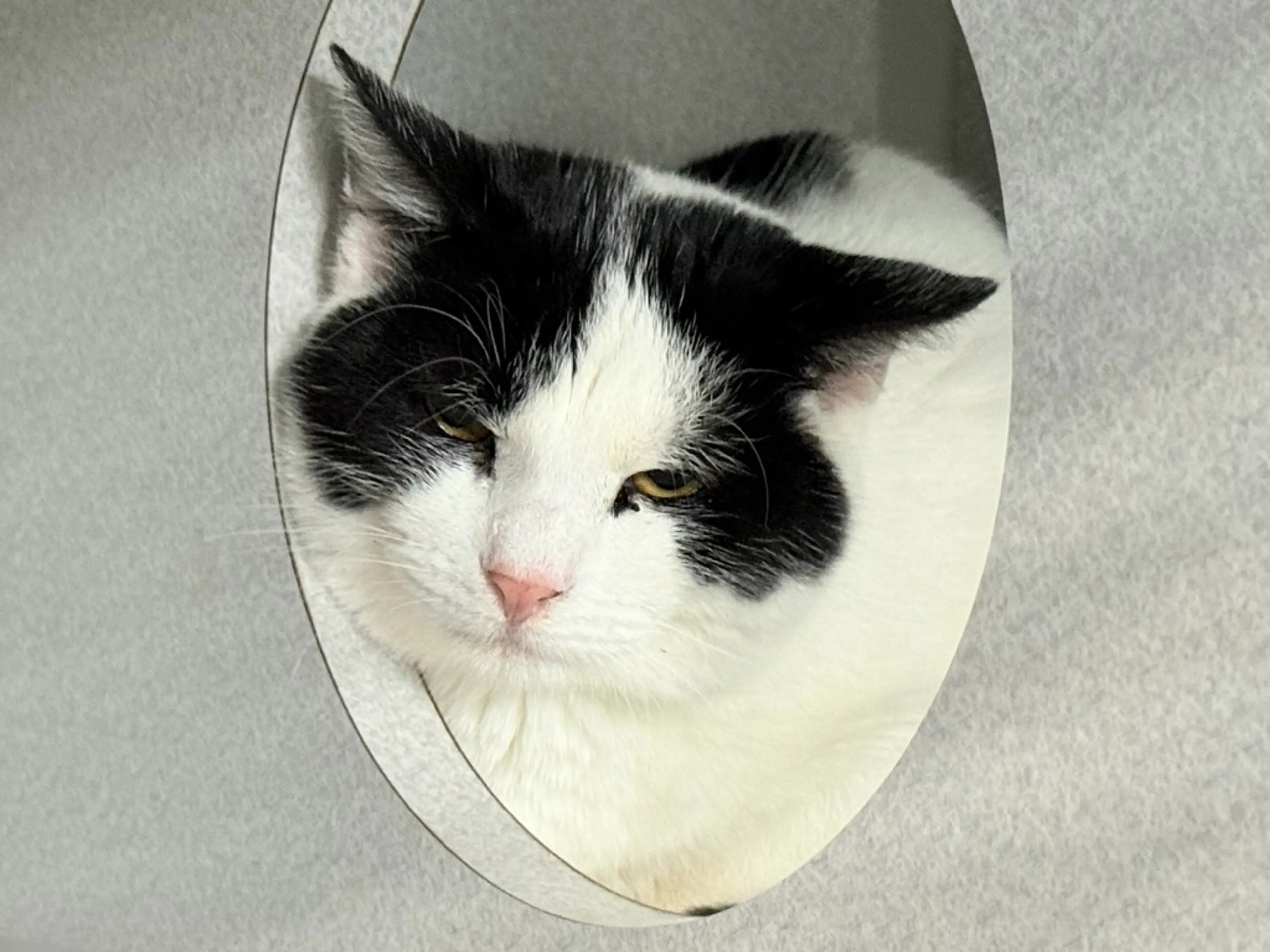 Found pet-2