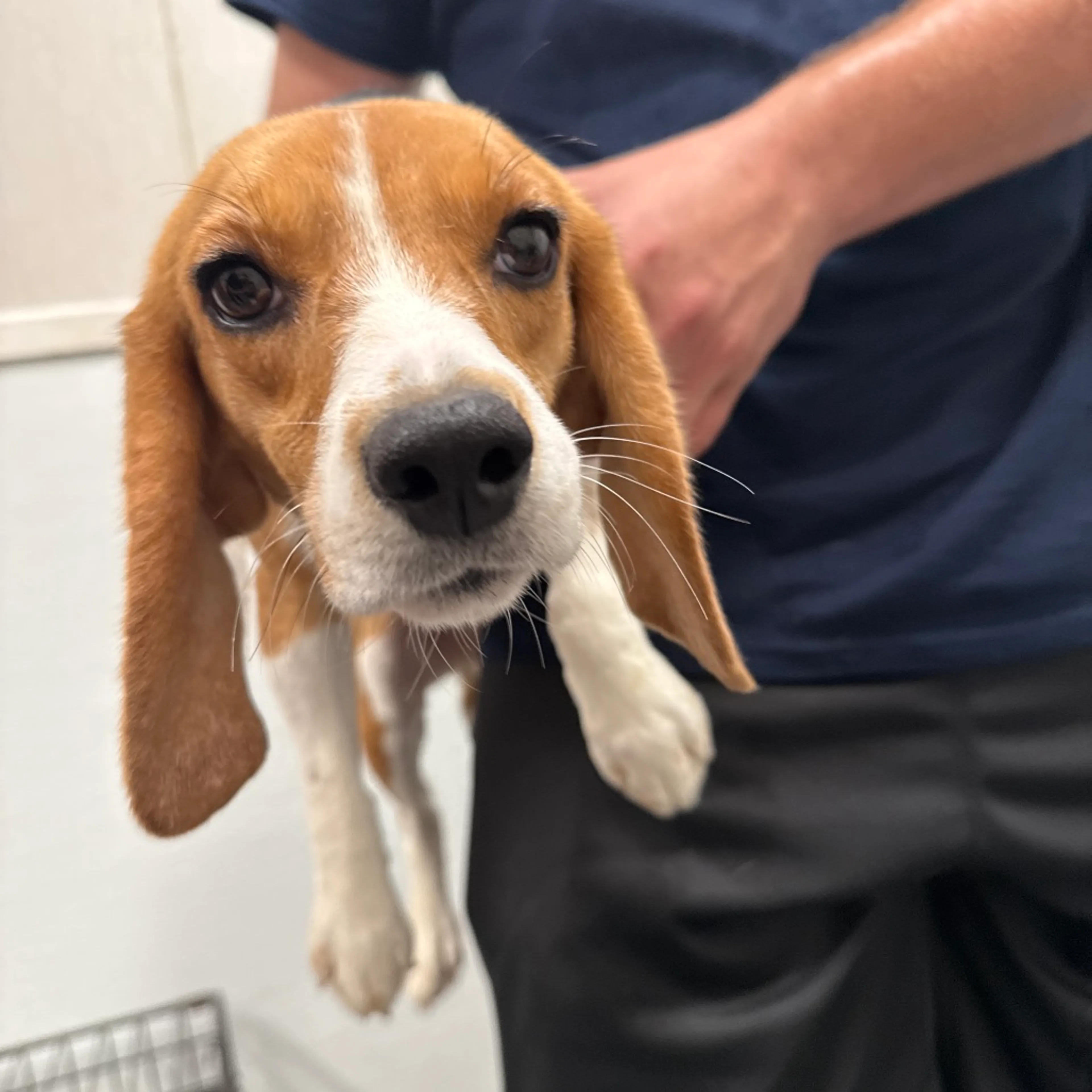 Found pet