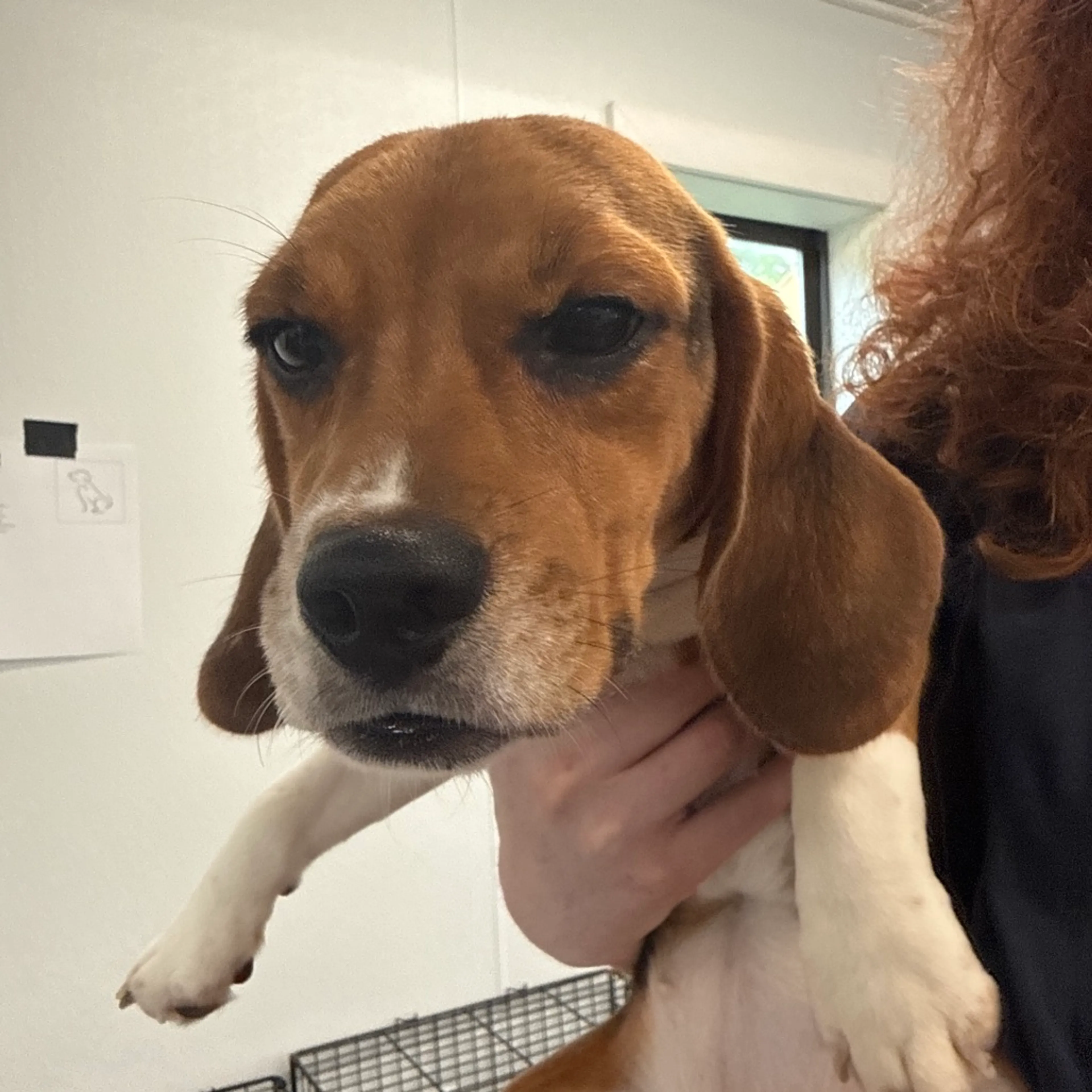 Found pet-1