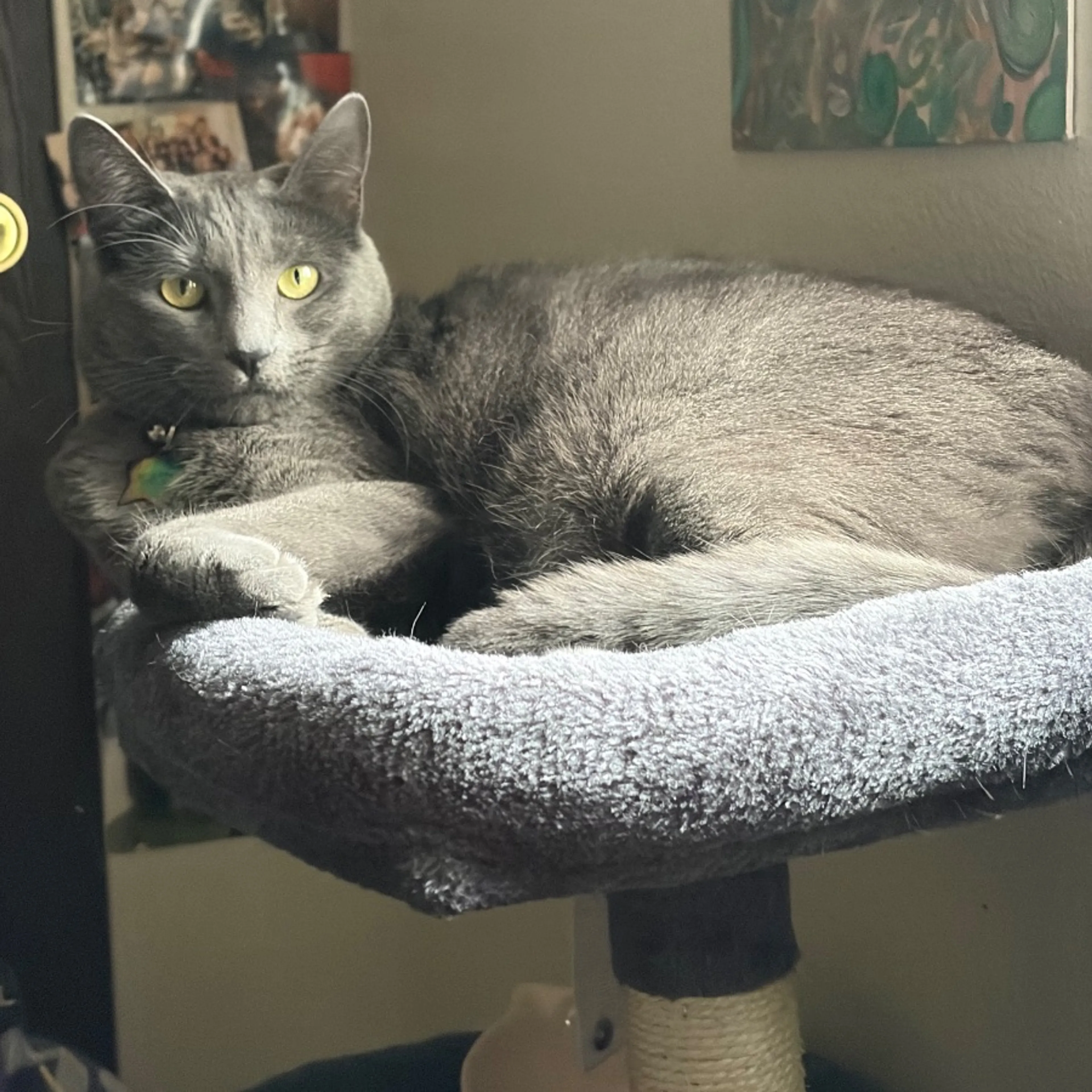 Lost pet