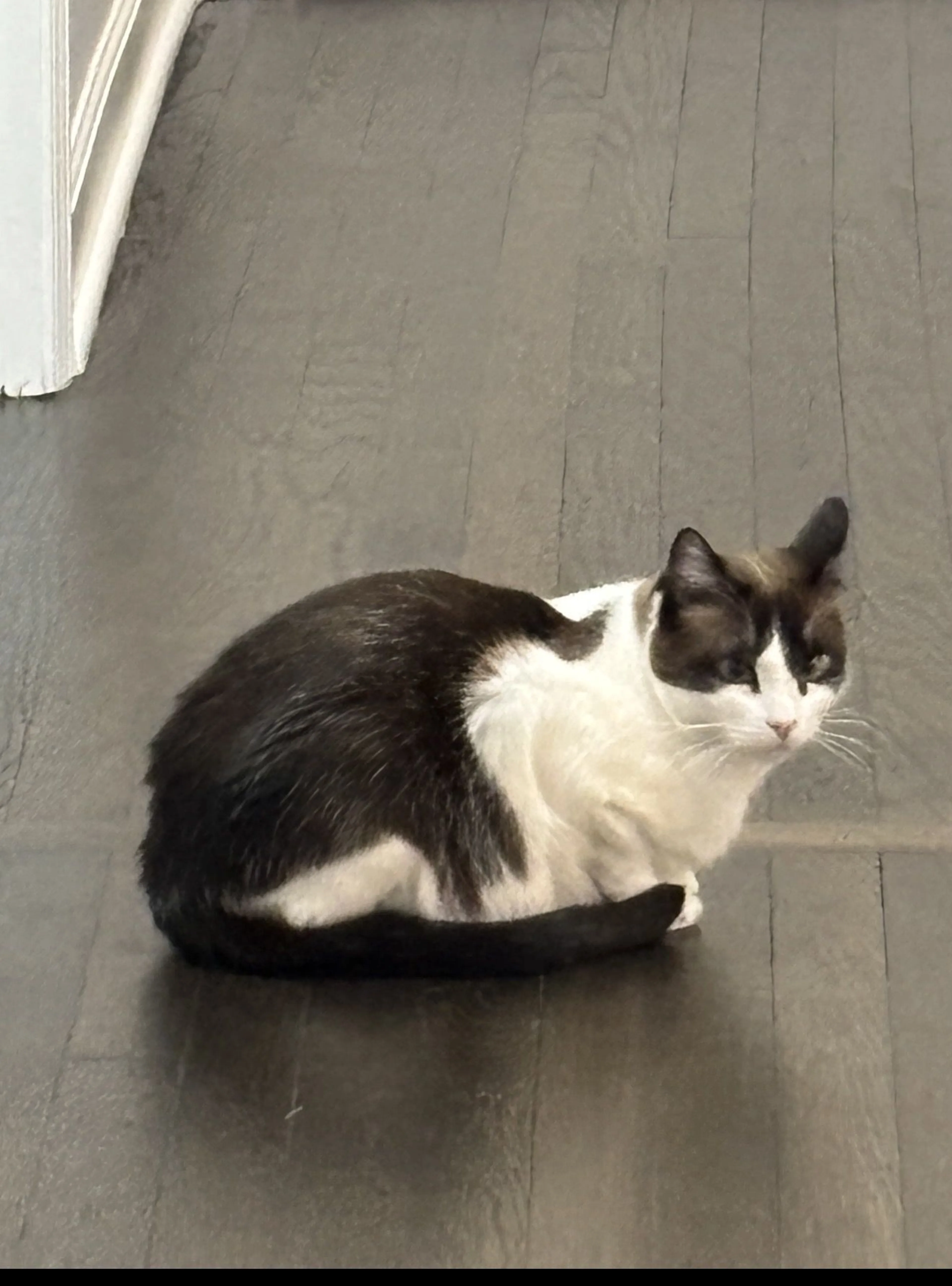 Lost pet-0