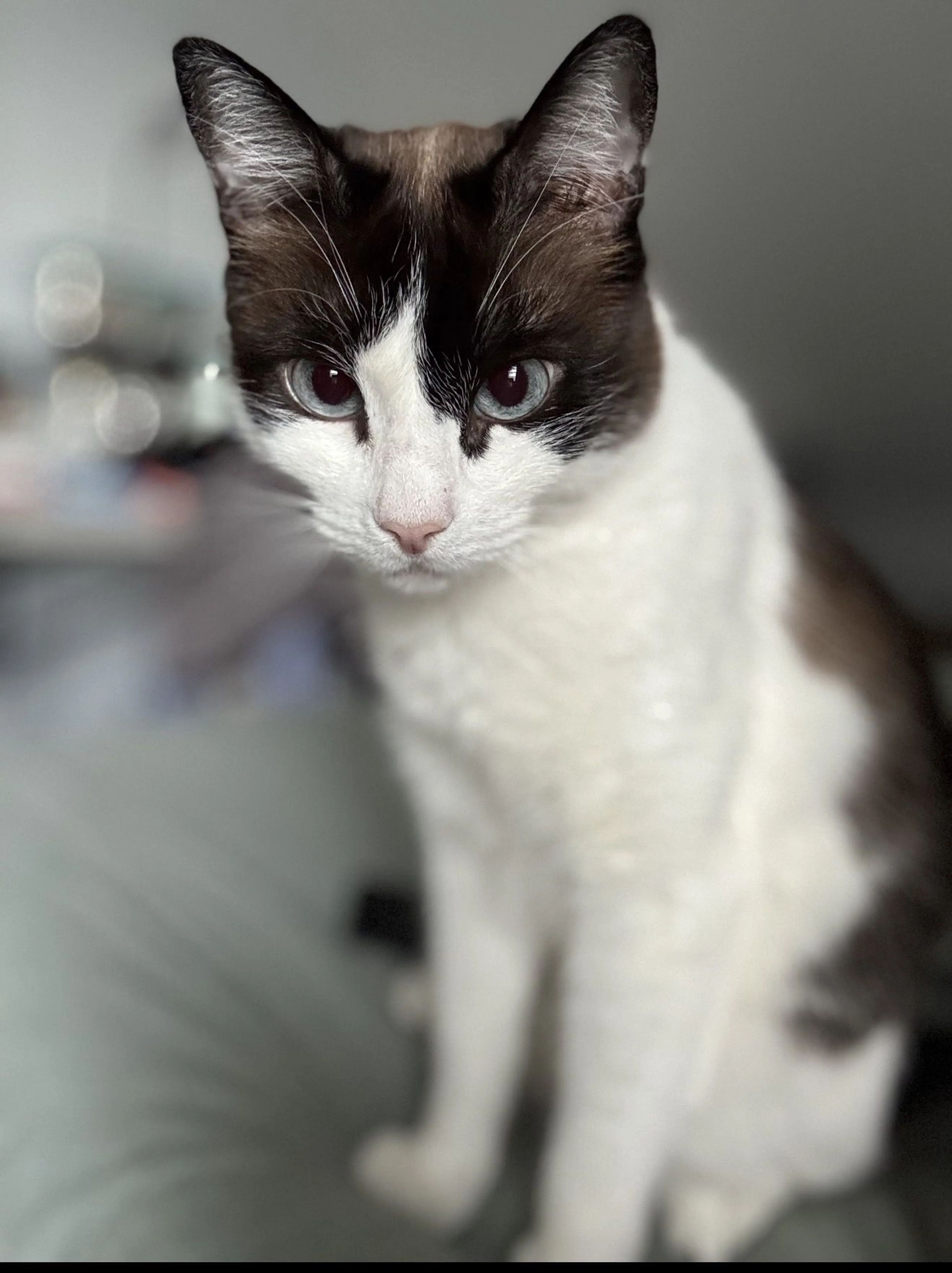 Lost pet-1