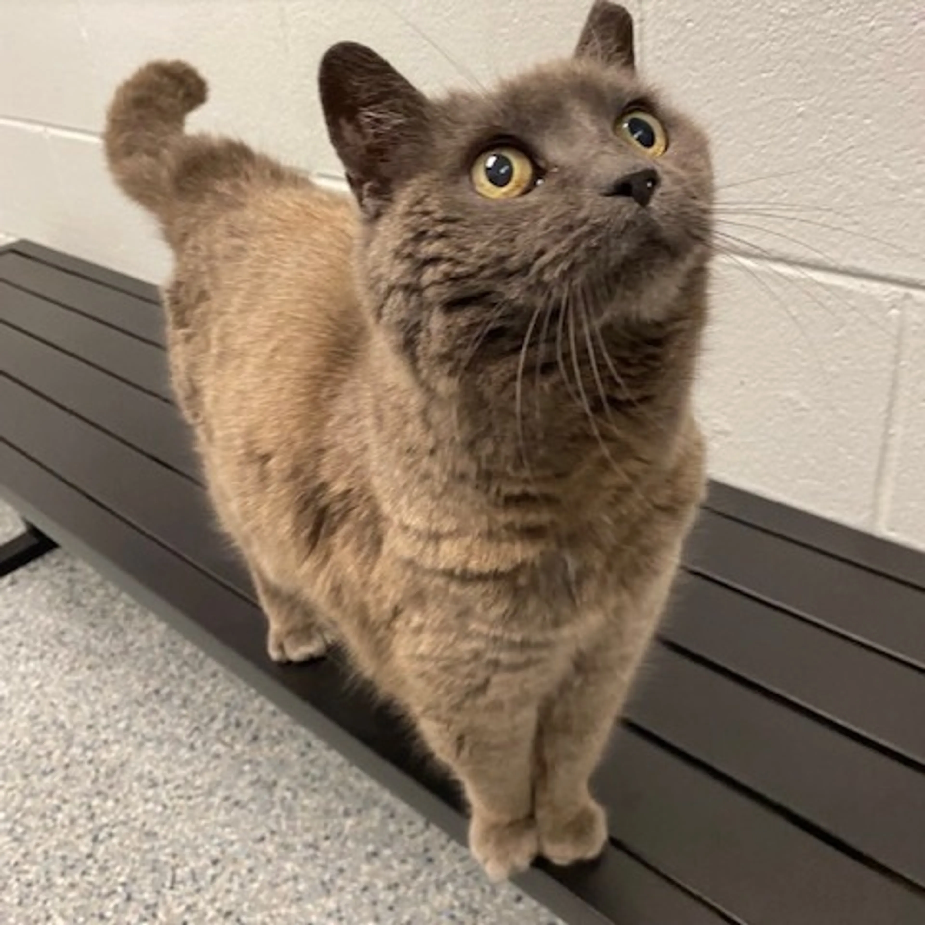 Found pet-4
