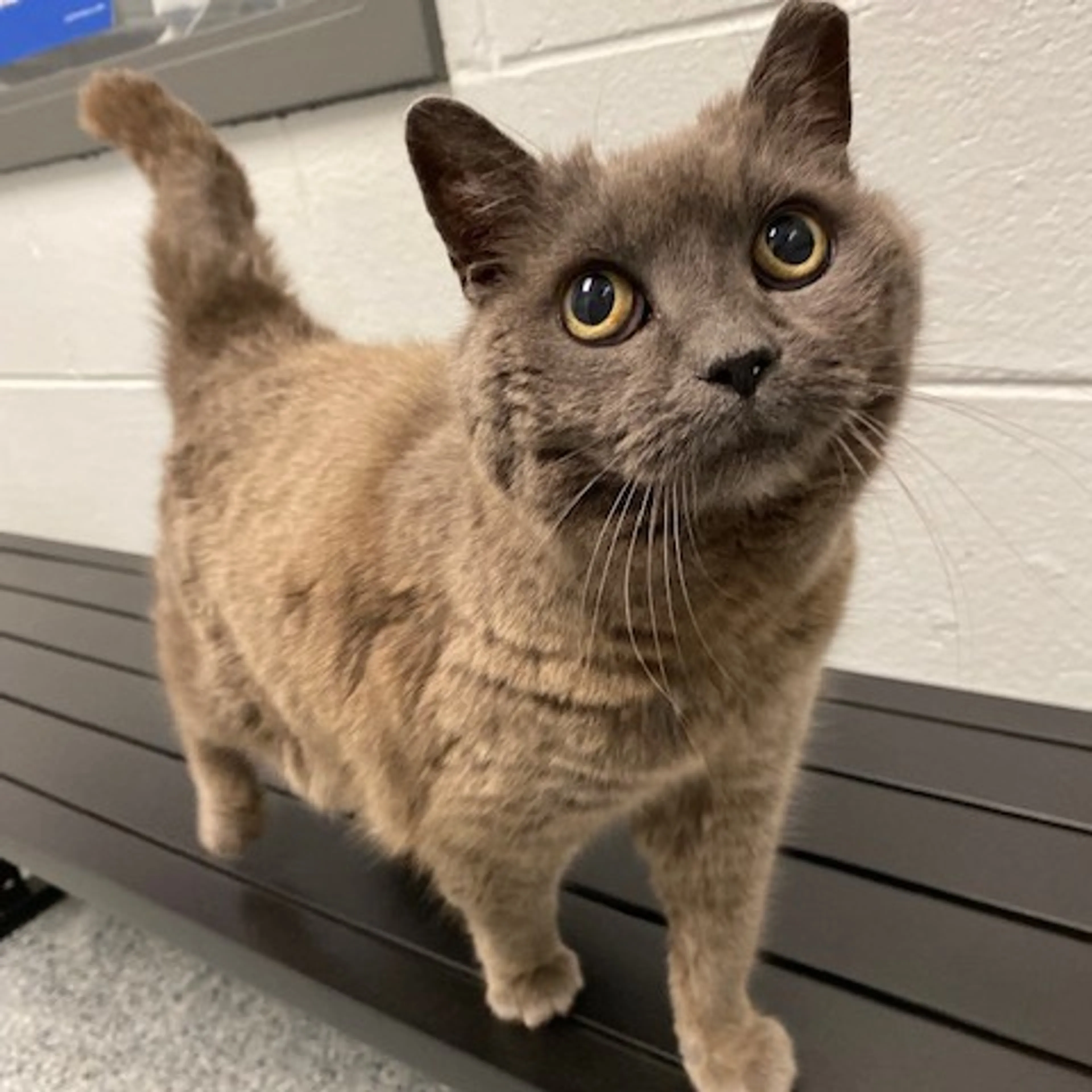 Found pet-3