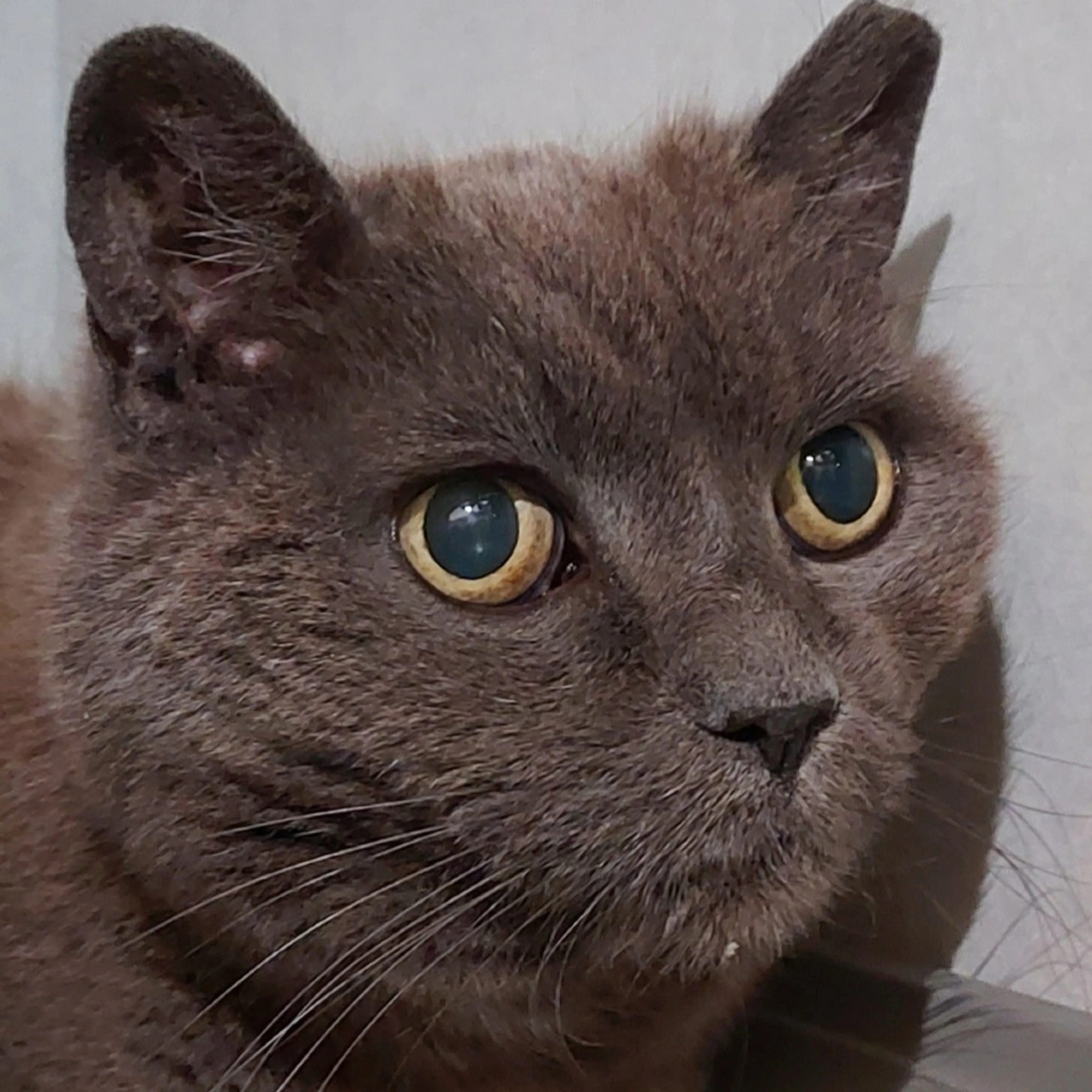 Found pet-1