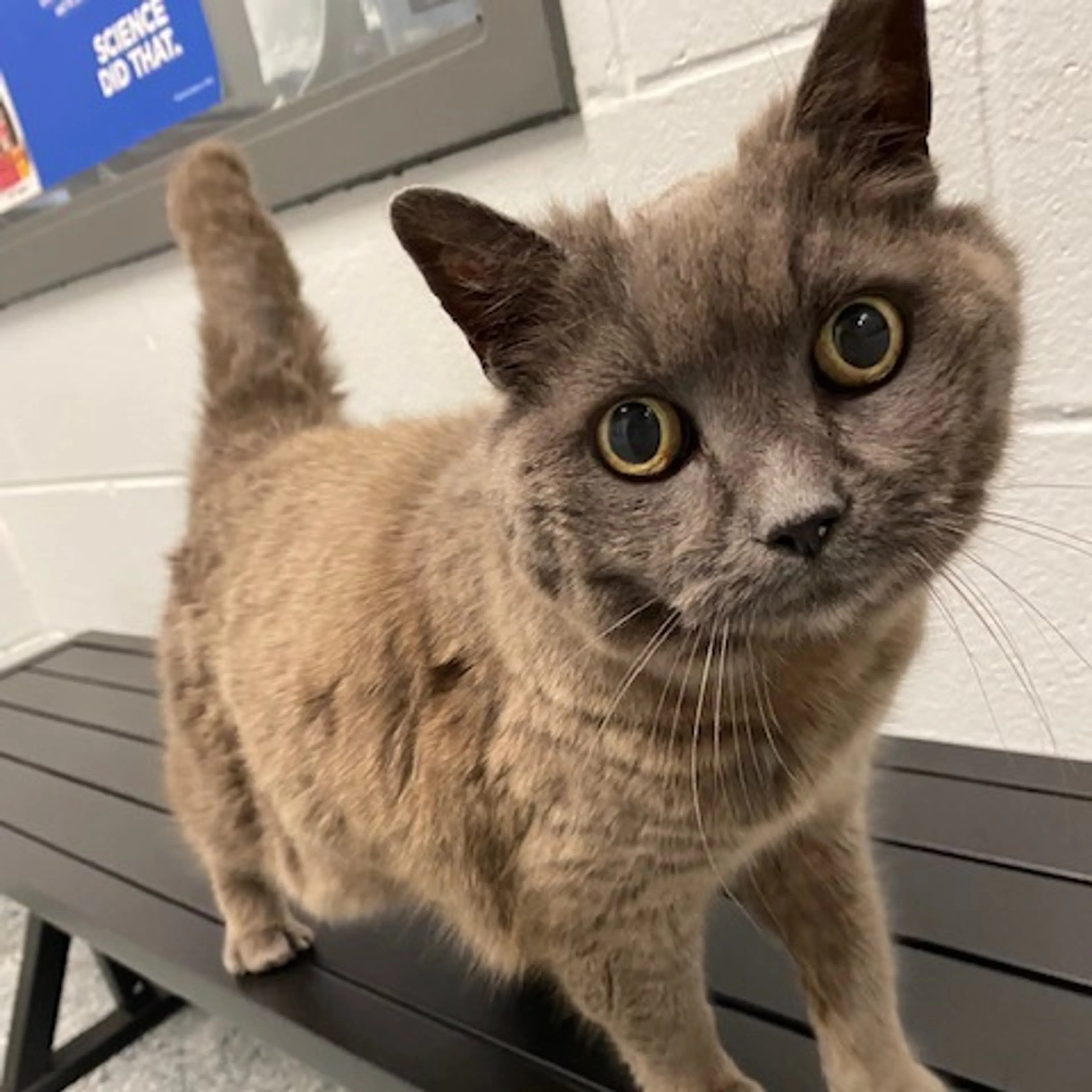 Found pet-2
