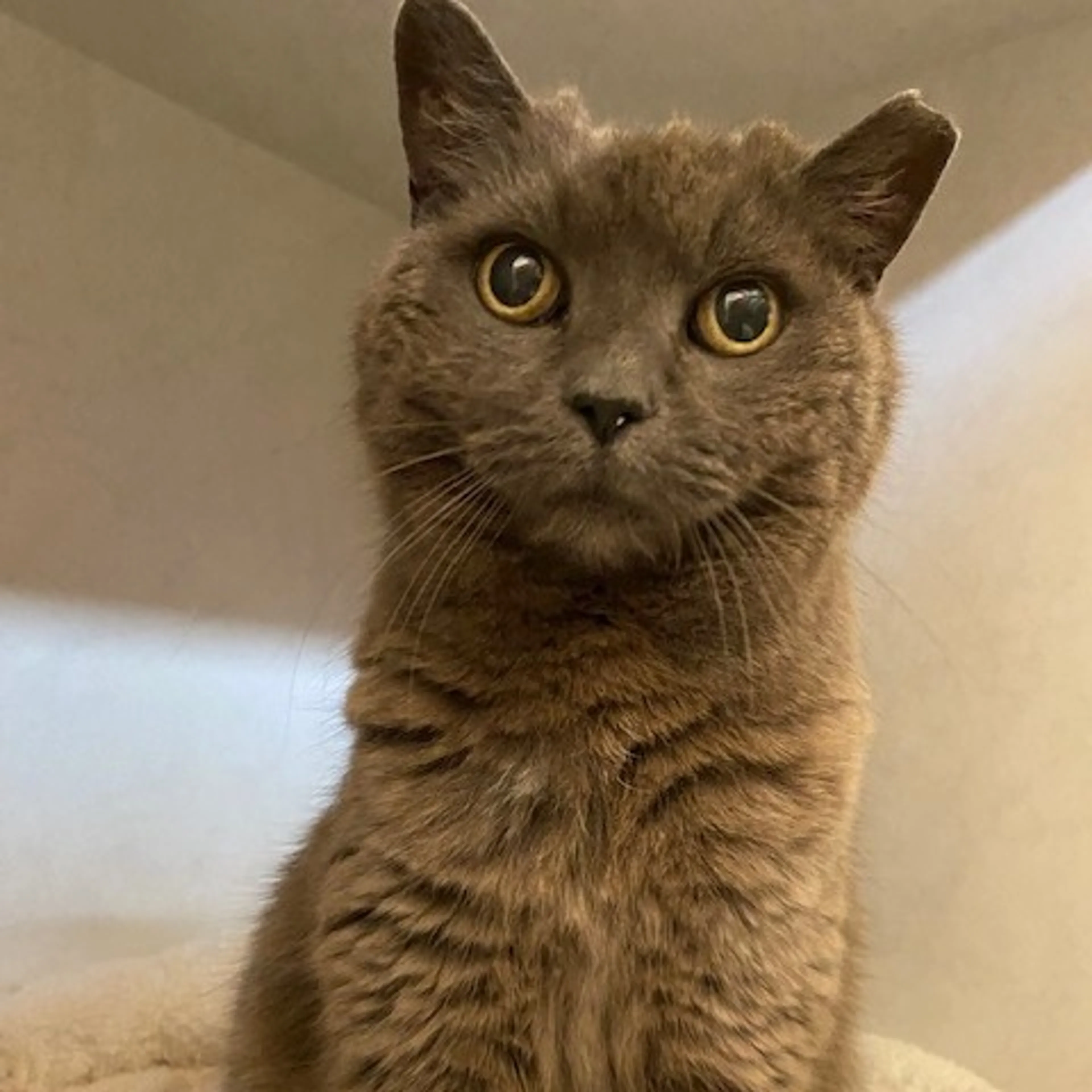 Found pet-5