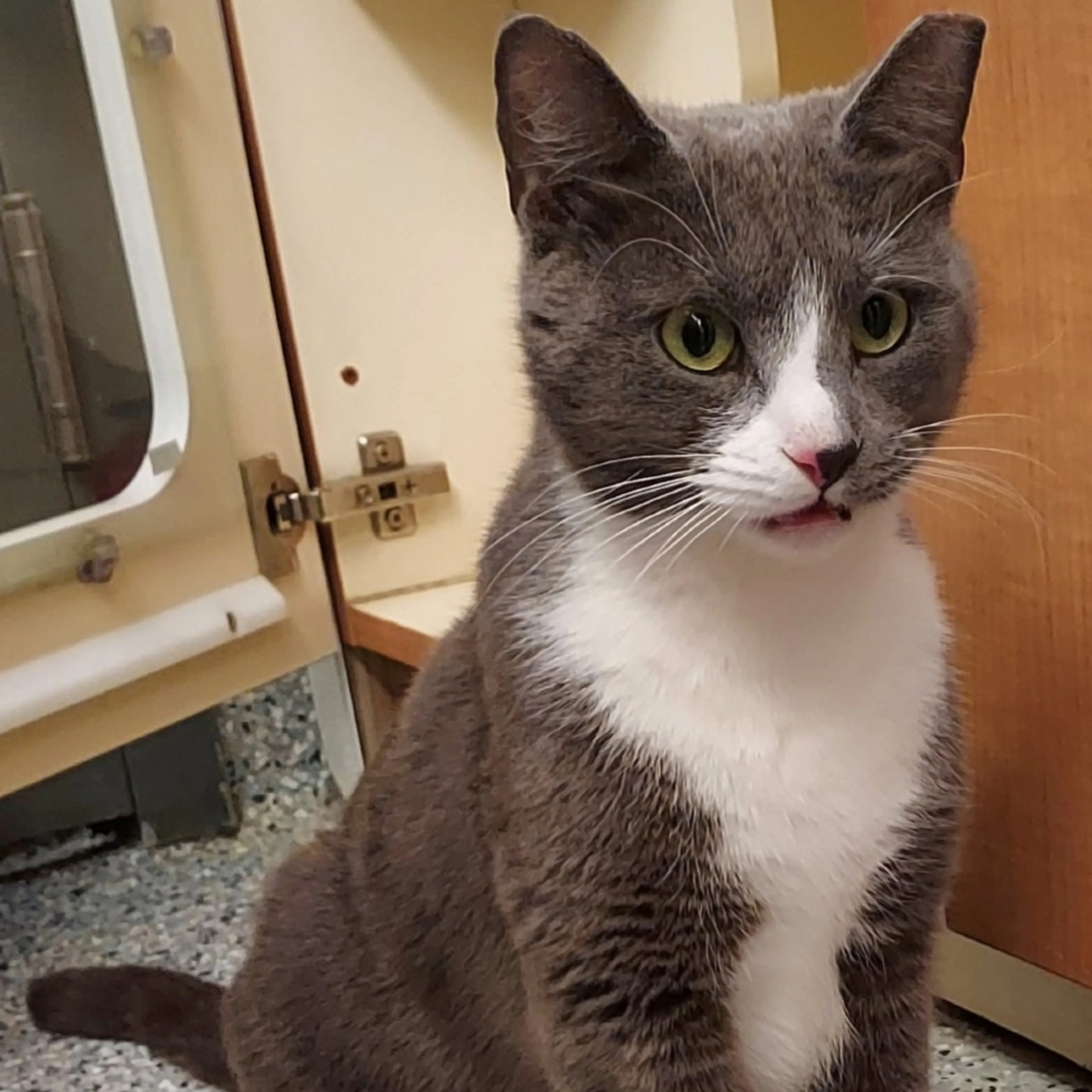 Found pet-1