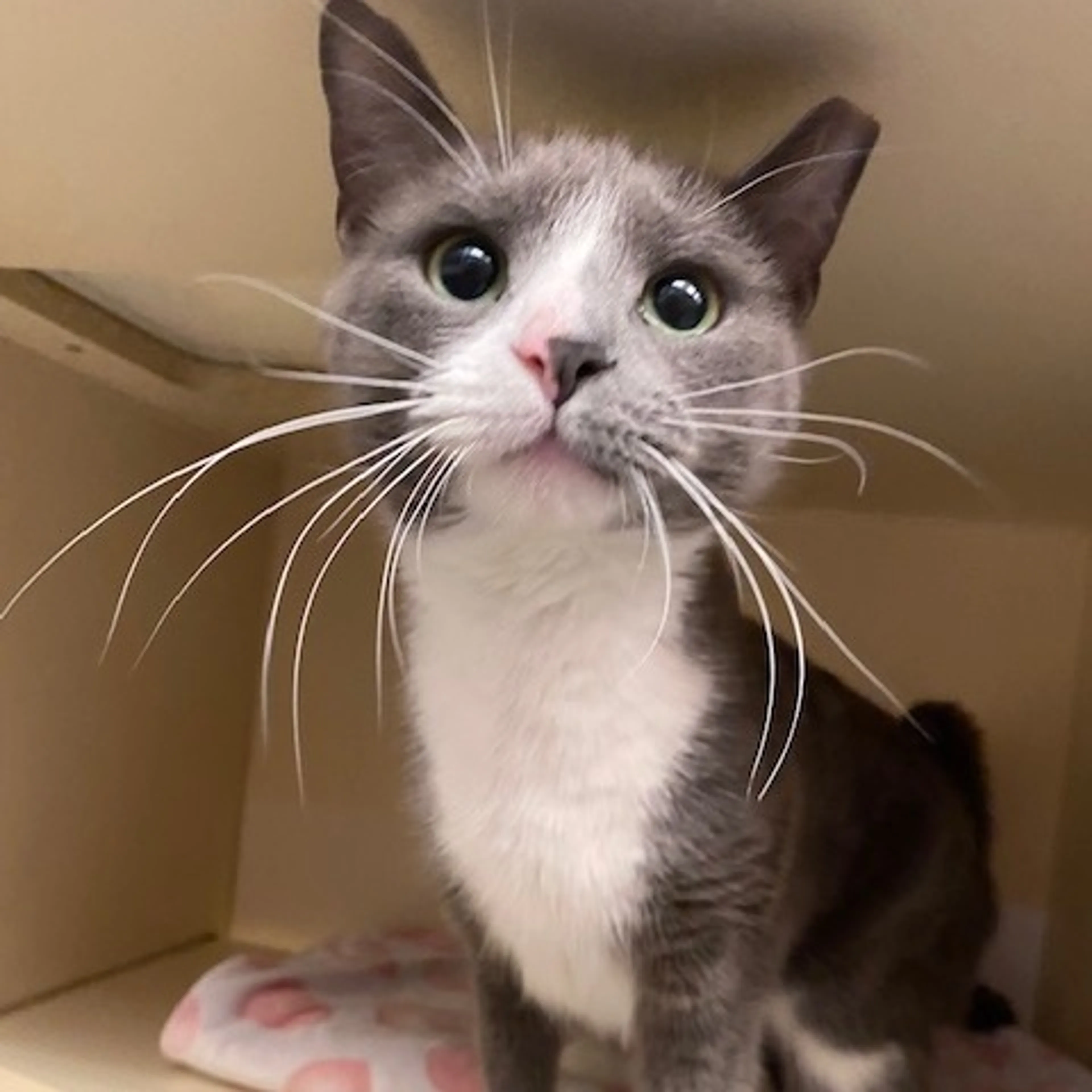 Found pet-2