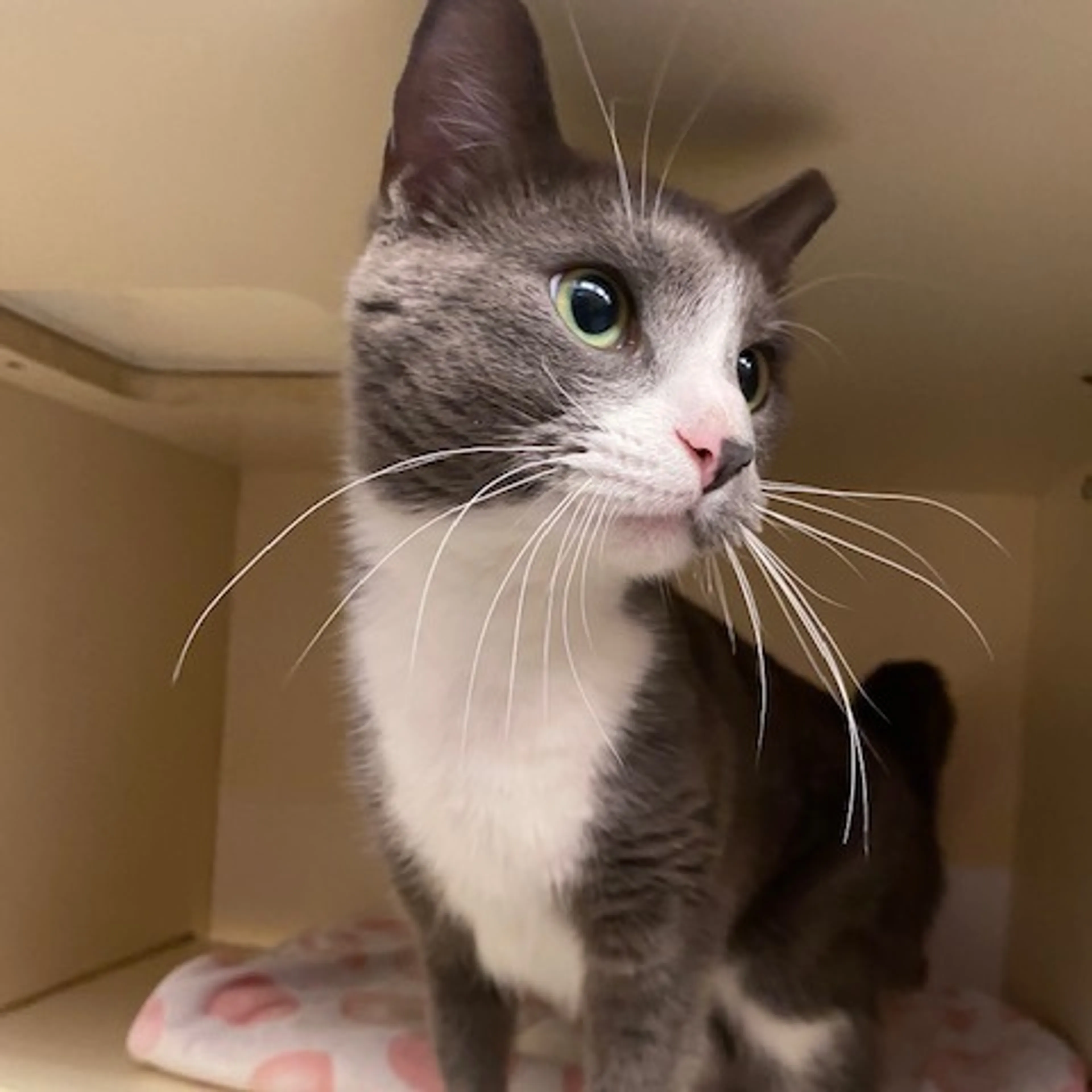 Found pet-3