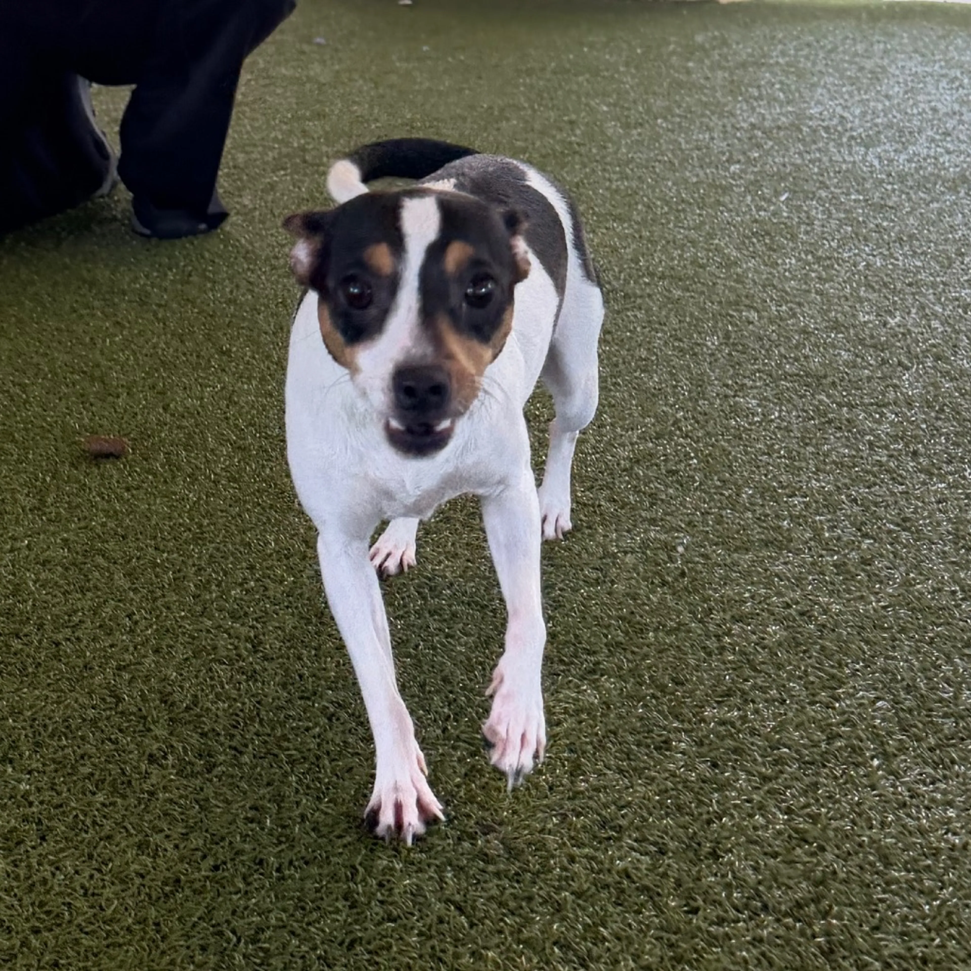 Found pet