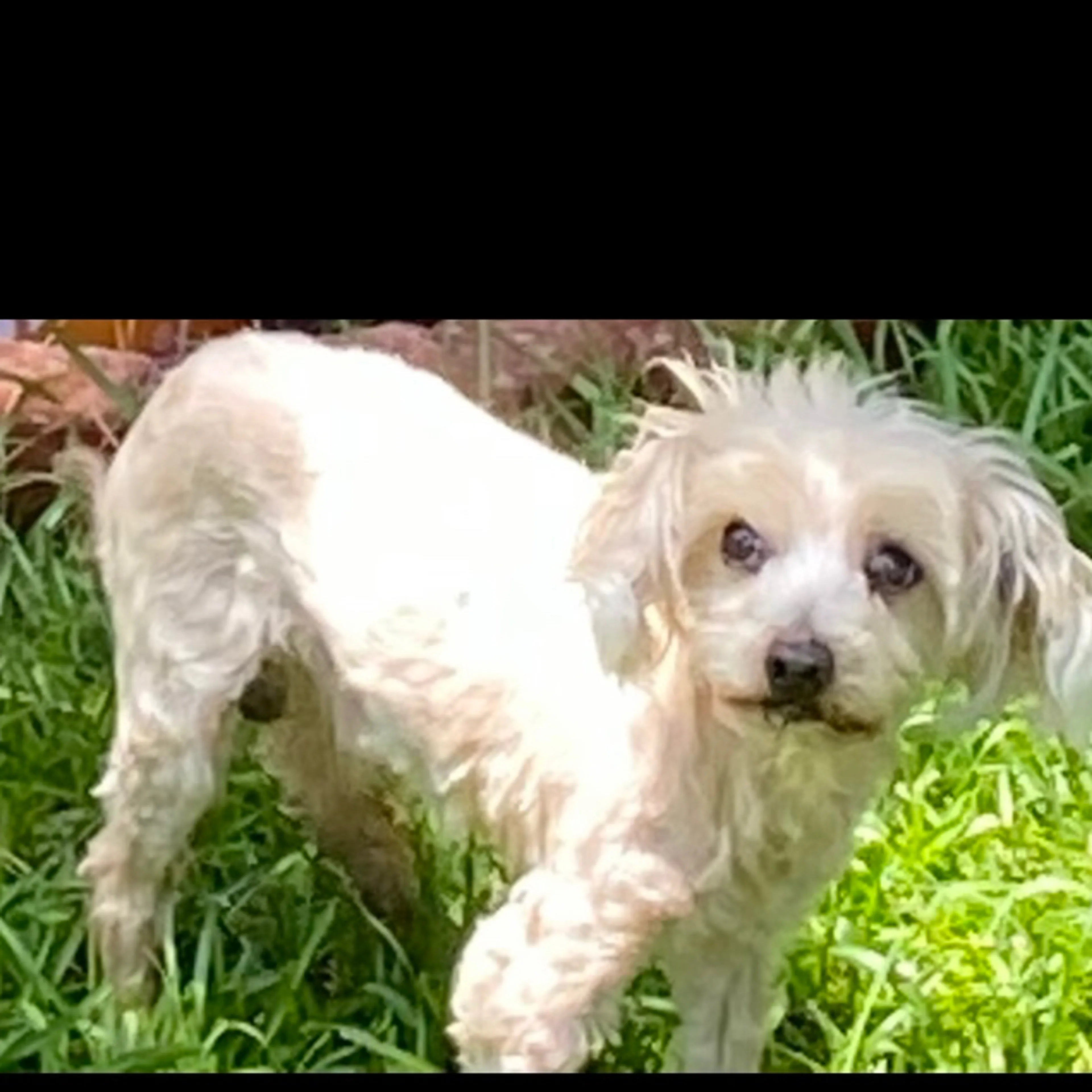 Lost pet