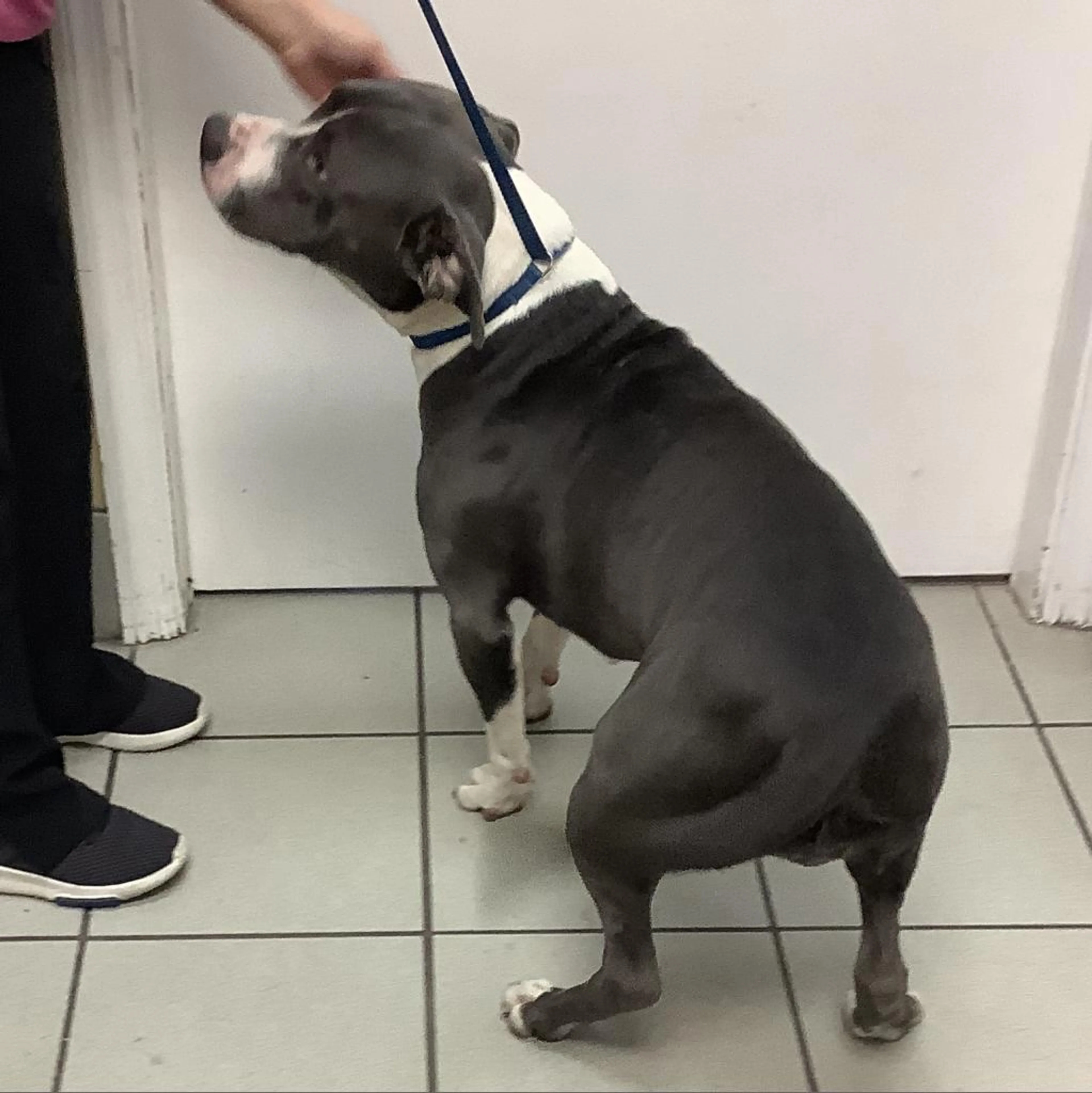 Found pet-2