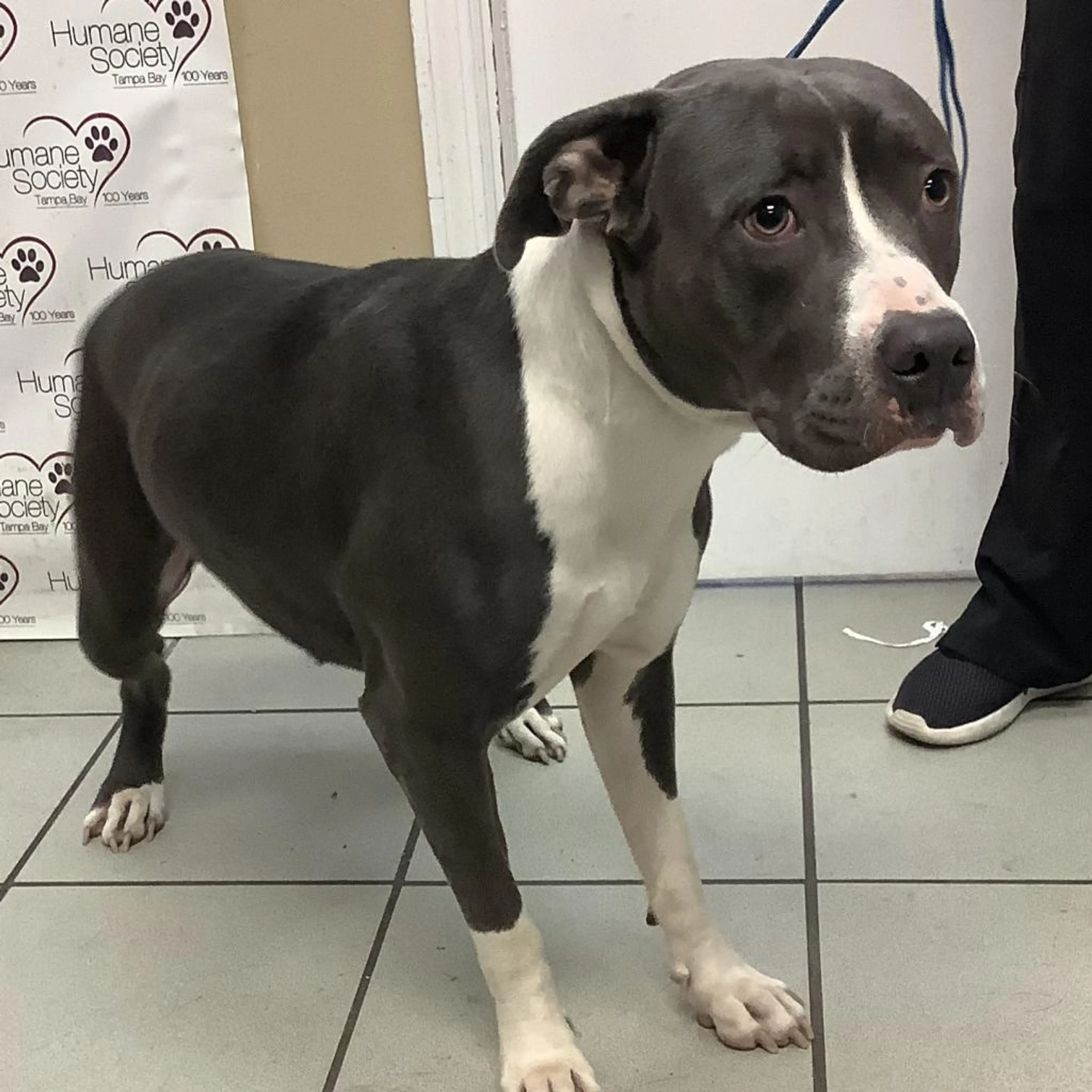 Found pet-1