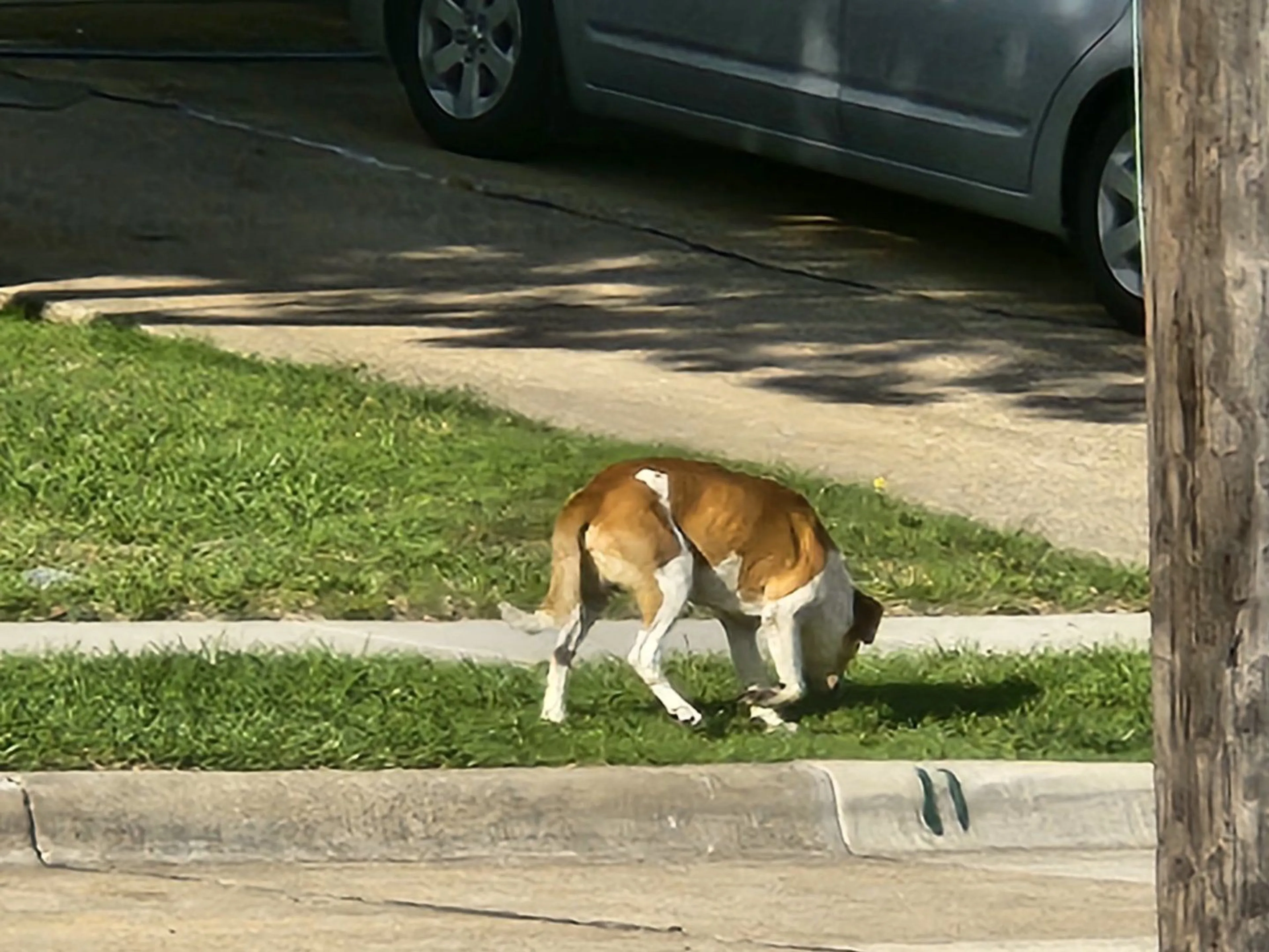 Lost pet