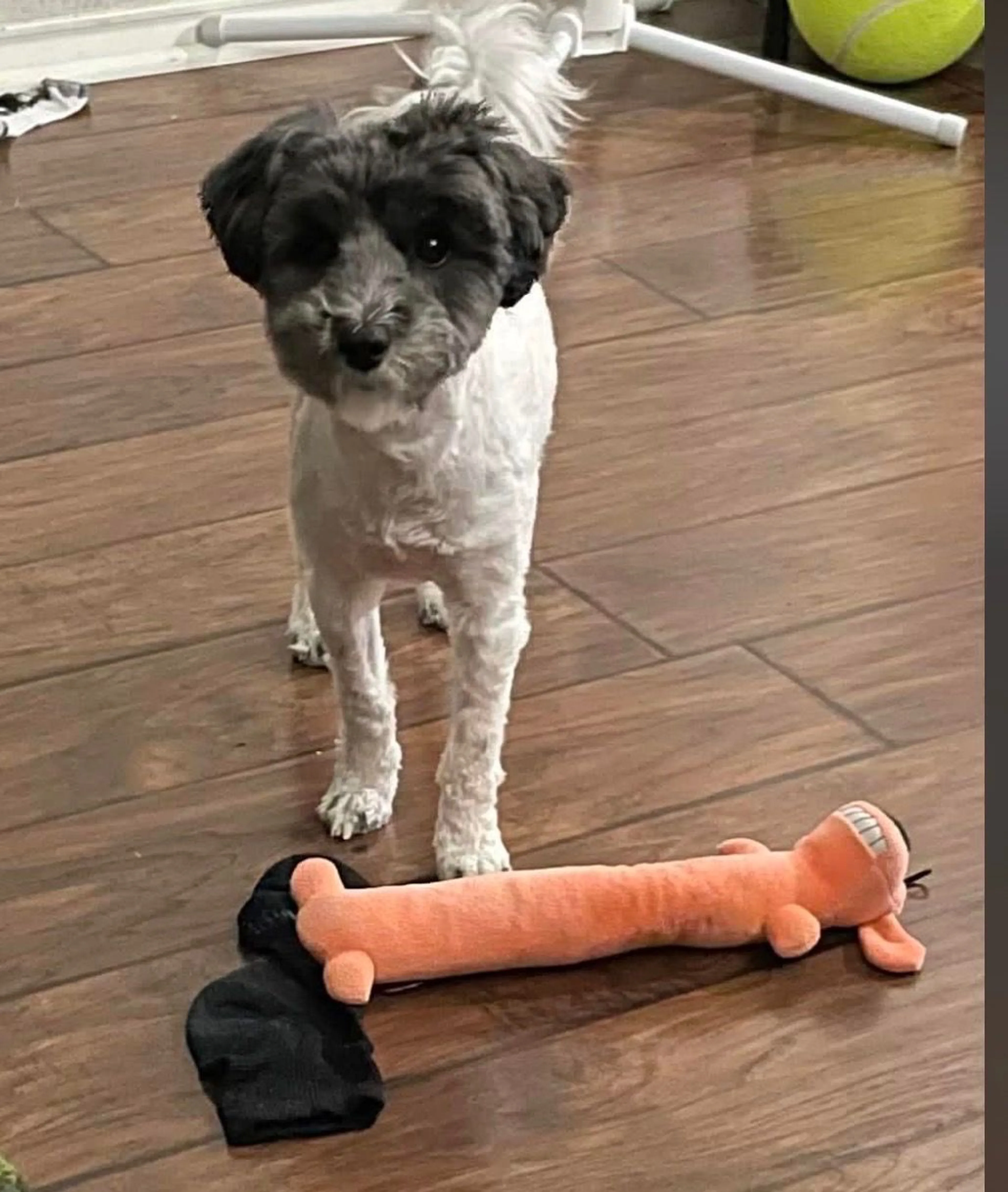 Lost pet-0