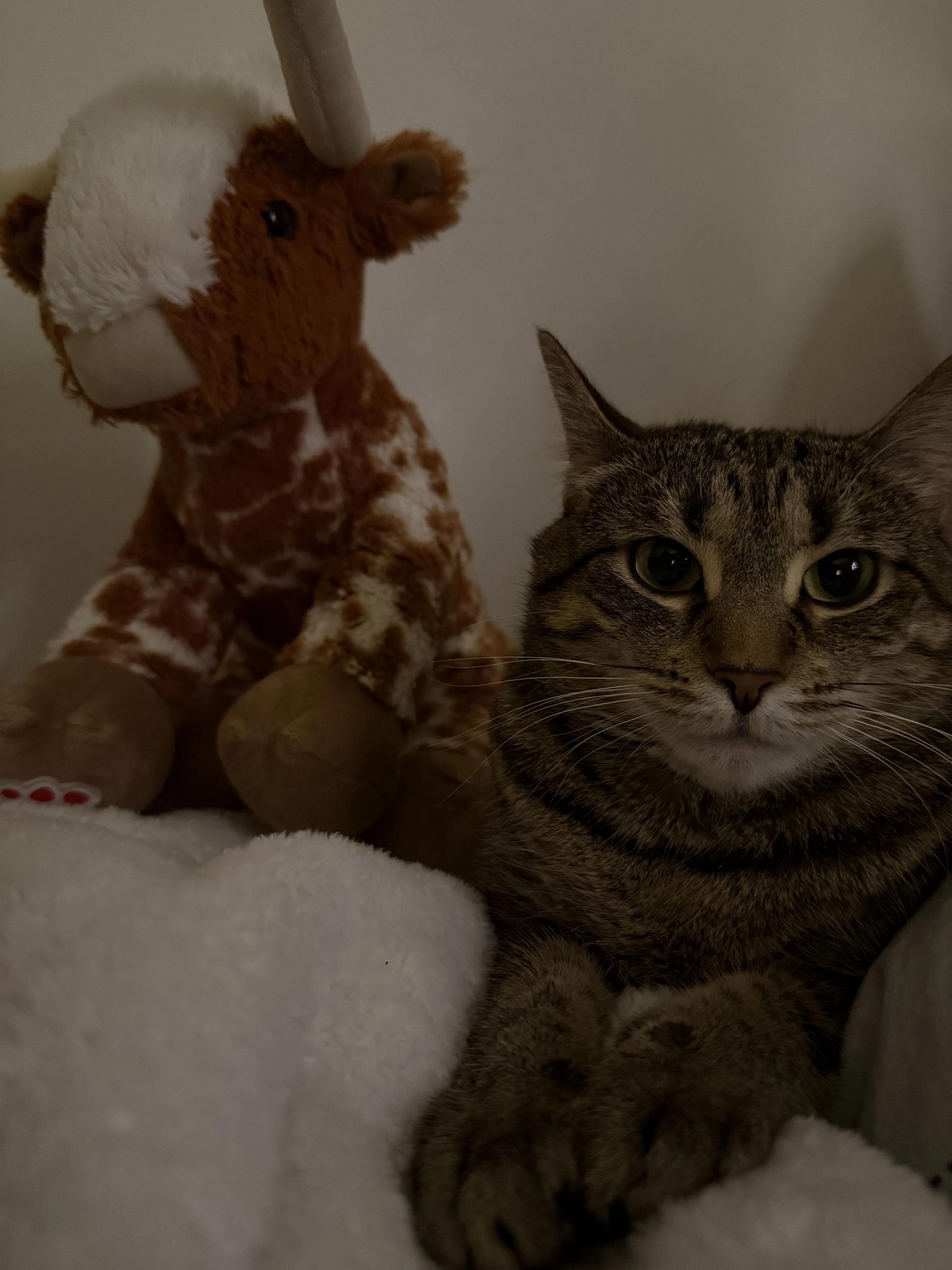 Lost pet-0