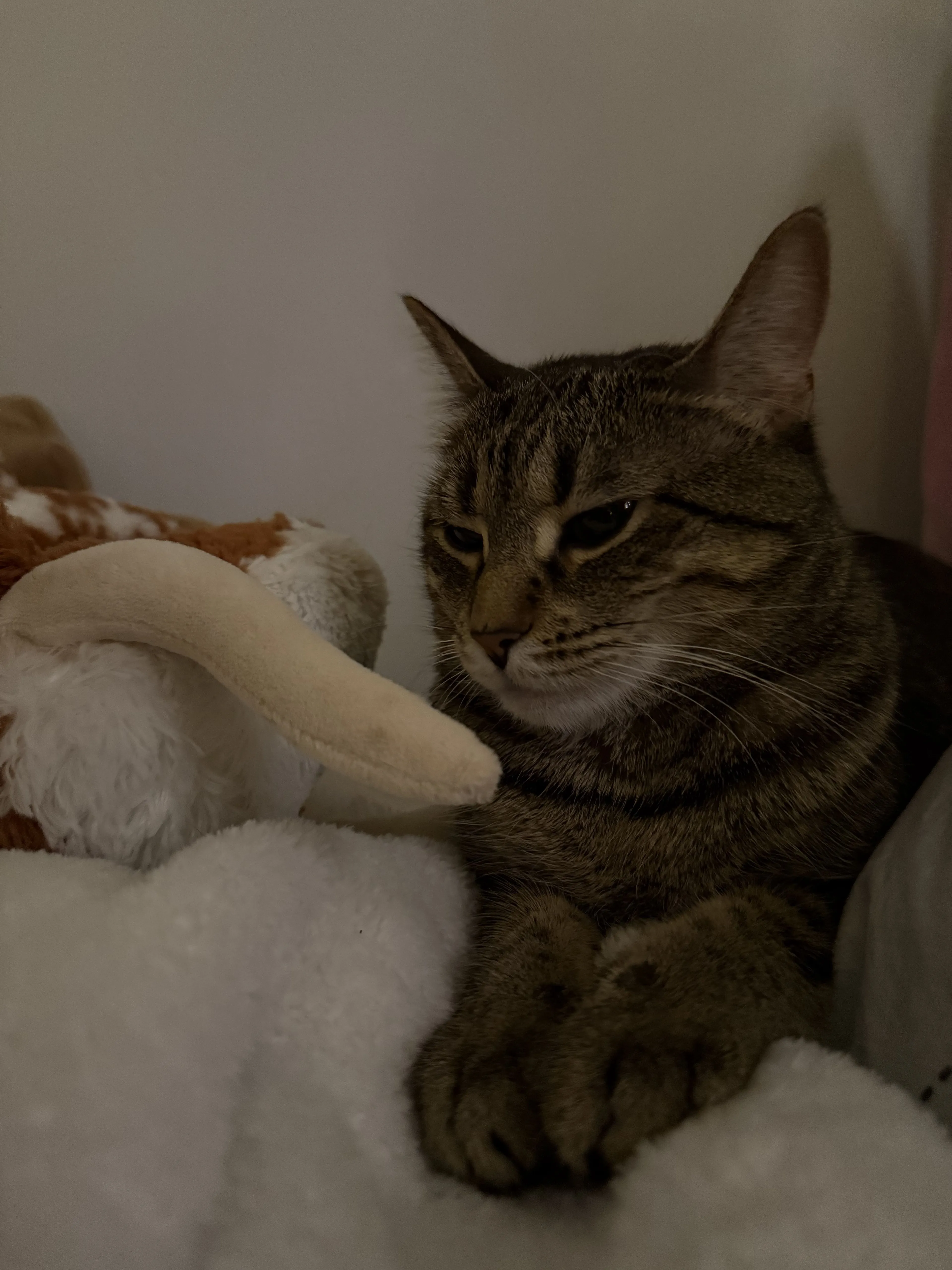 Lost pet-1