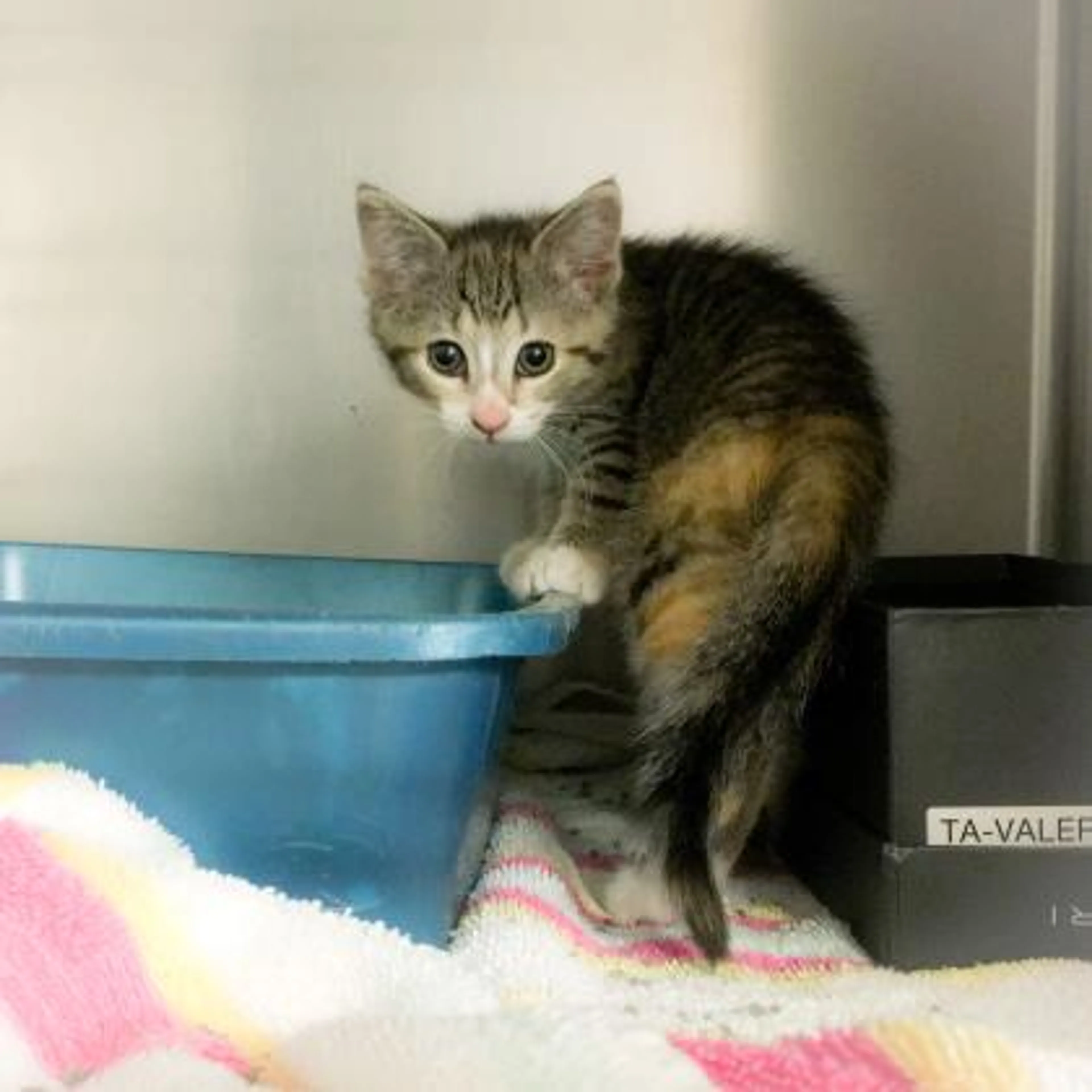 Found pet-1