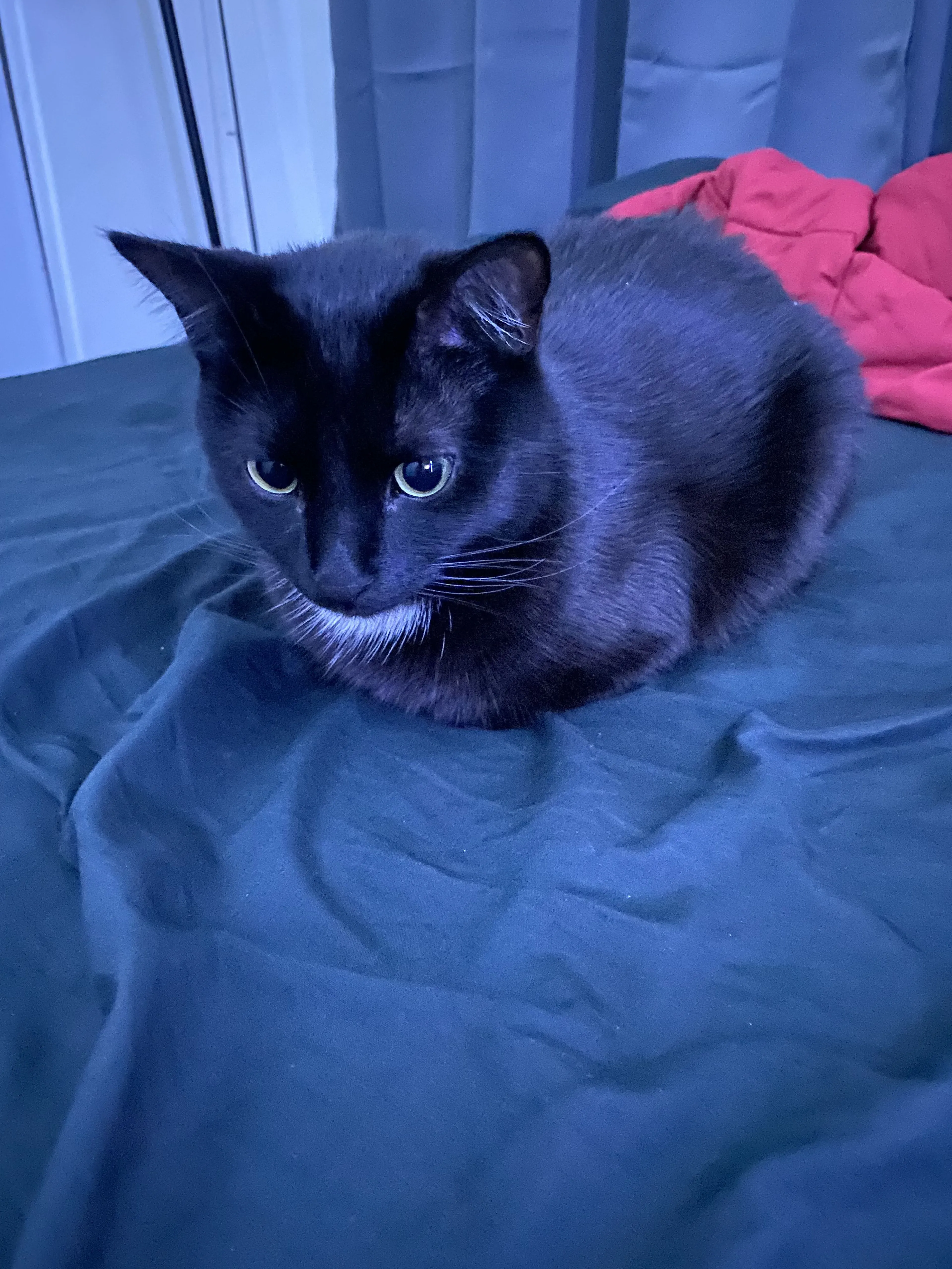 Lost pet-1