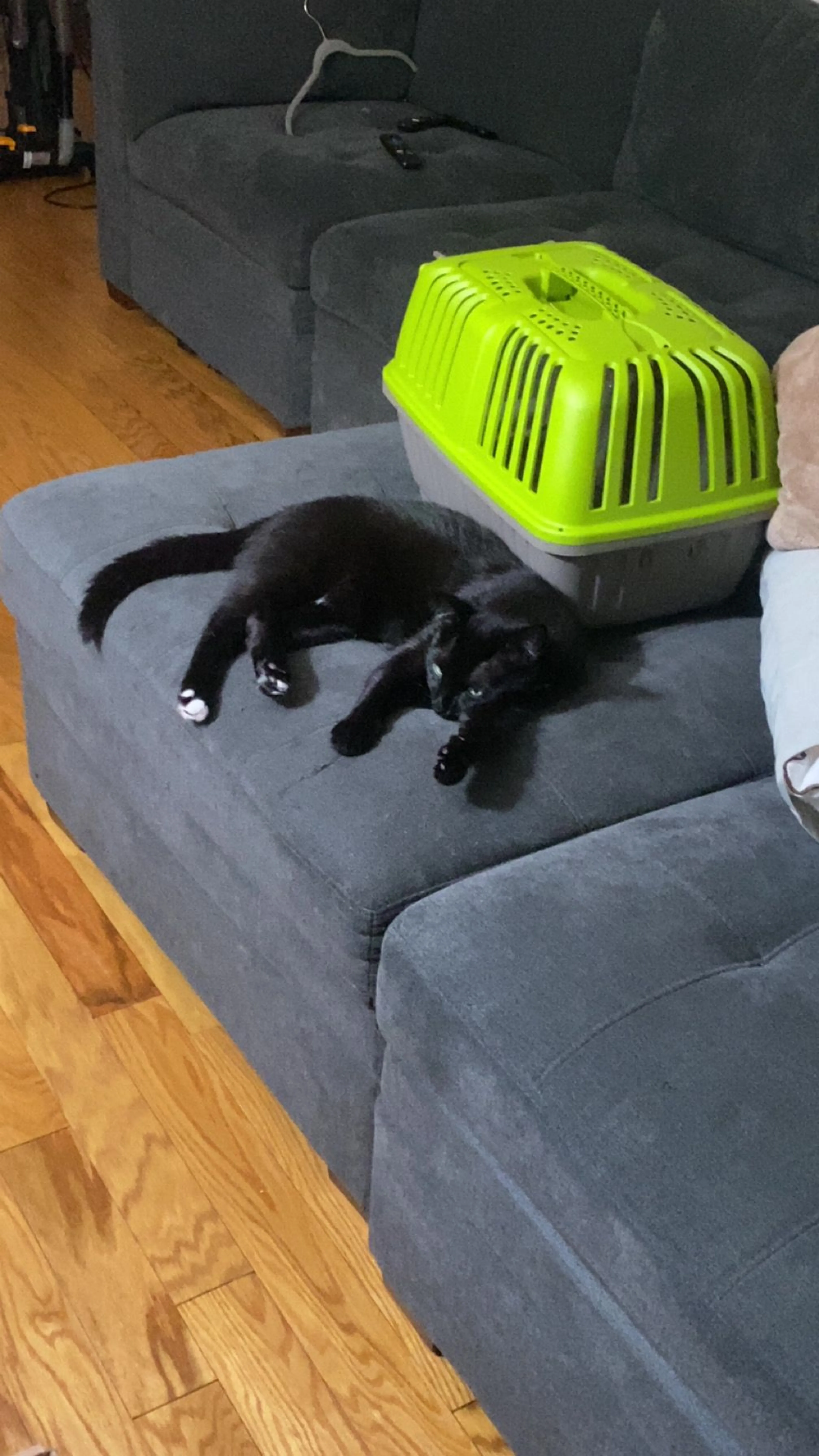 Lost pet-0
