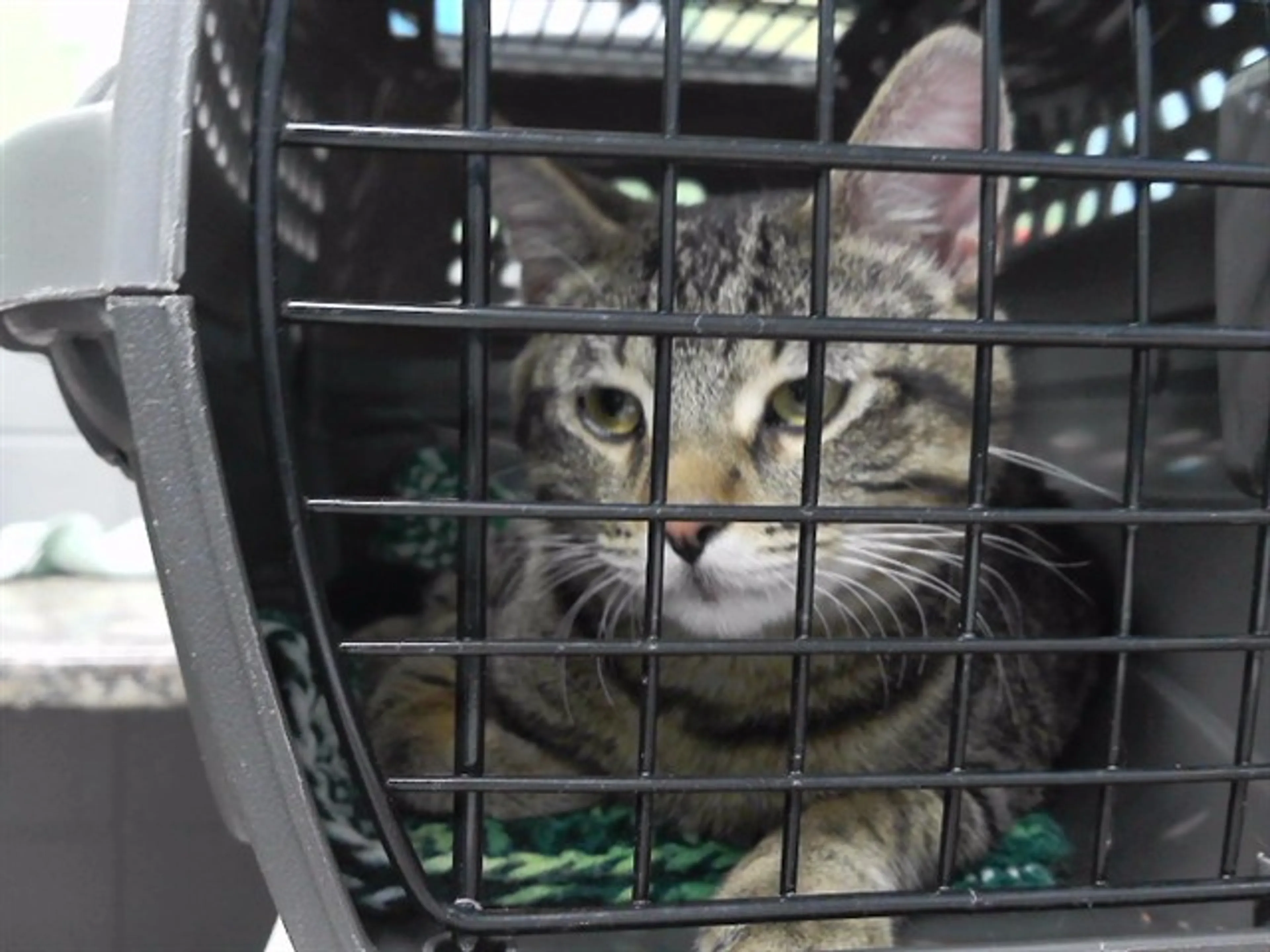 Found pet