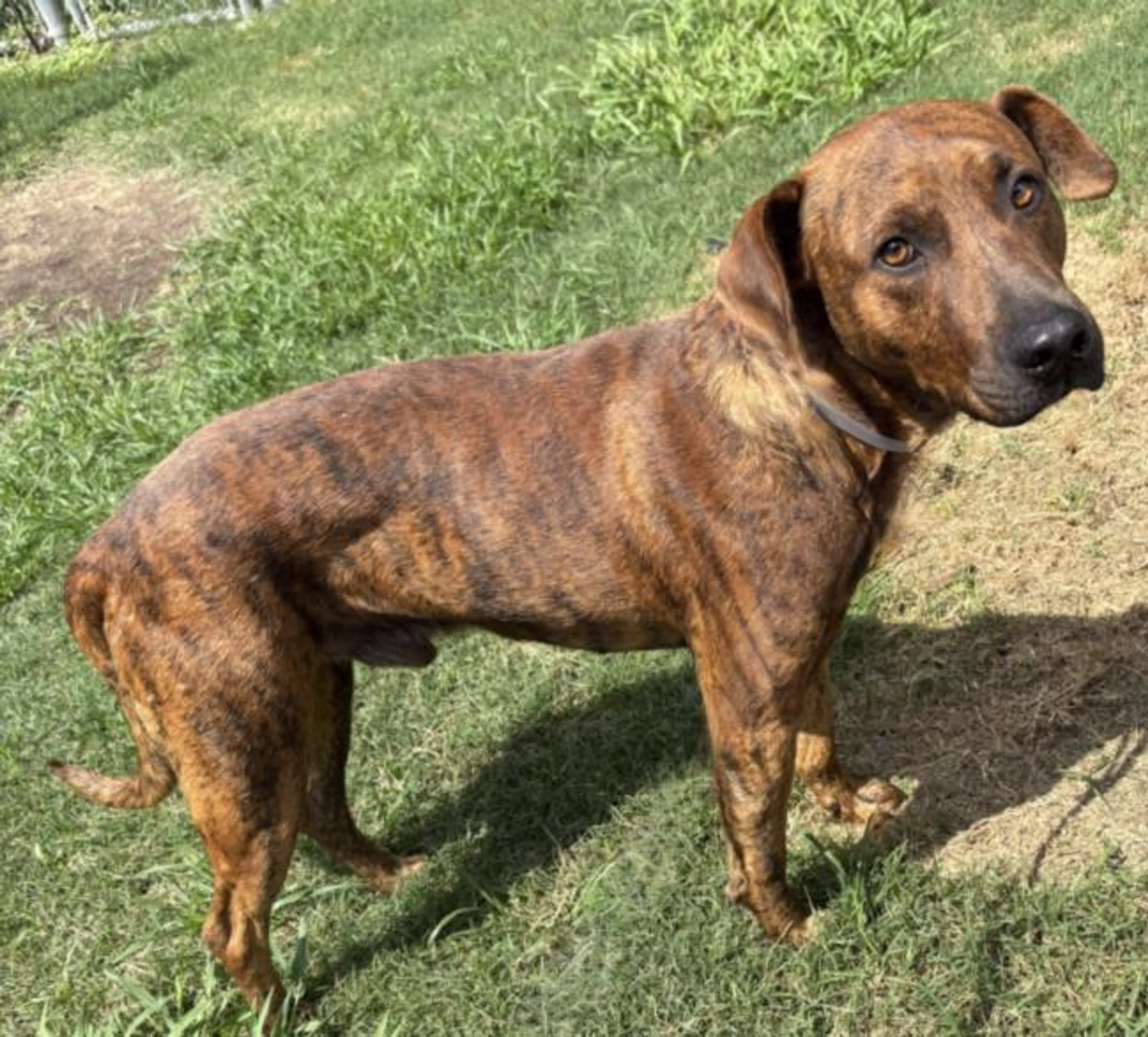 Found pet