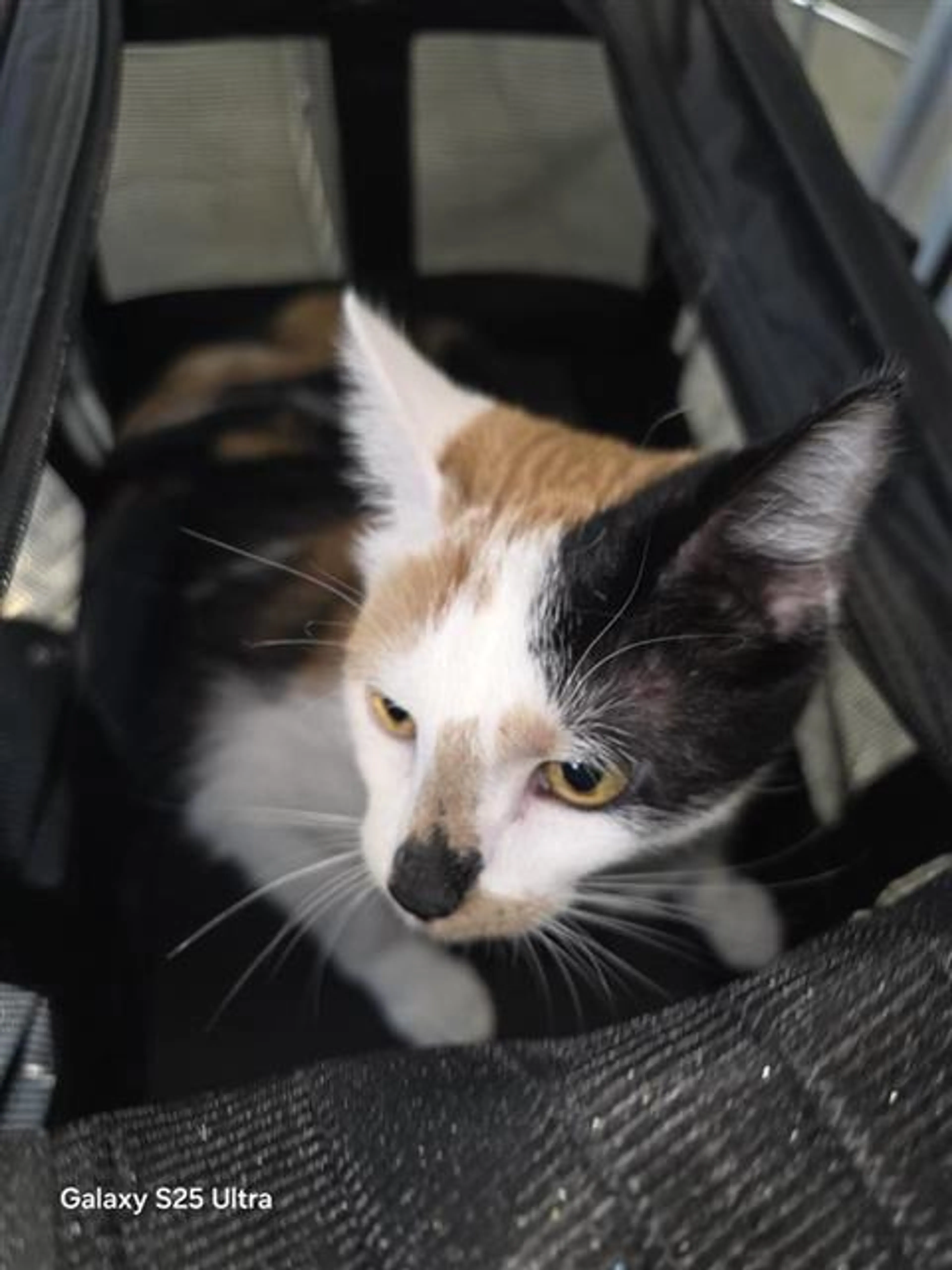 Found pet