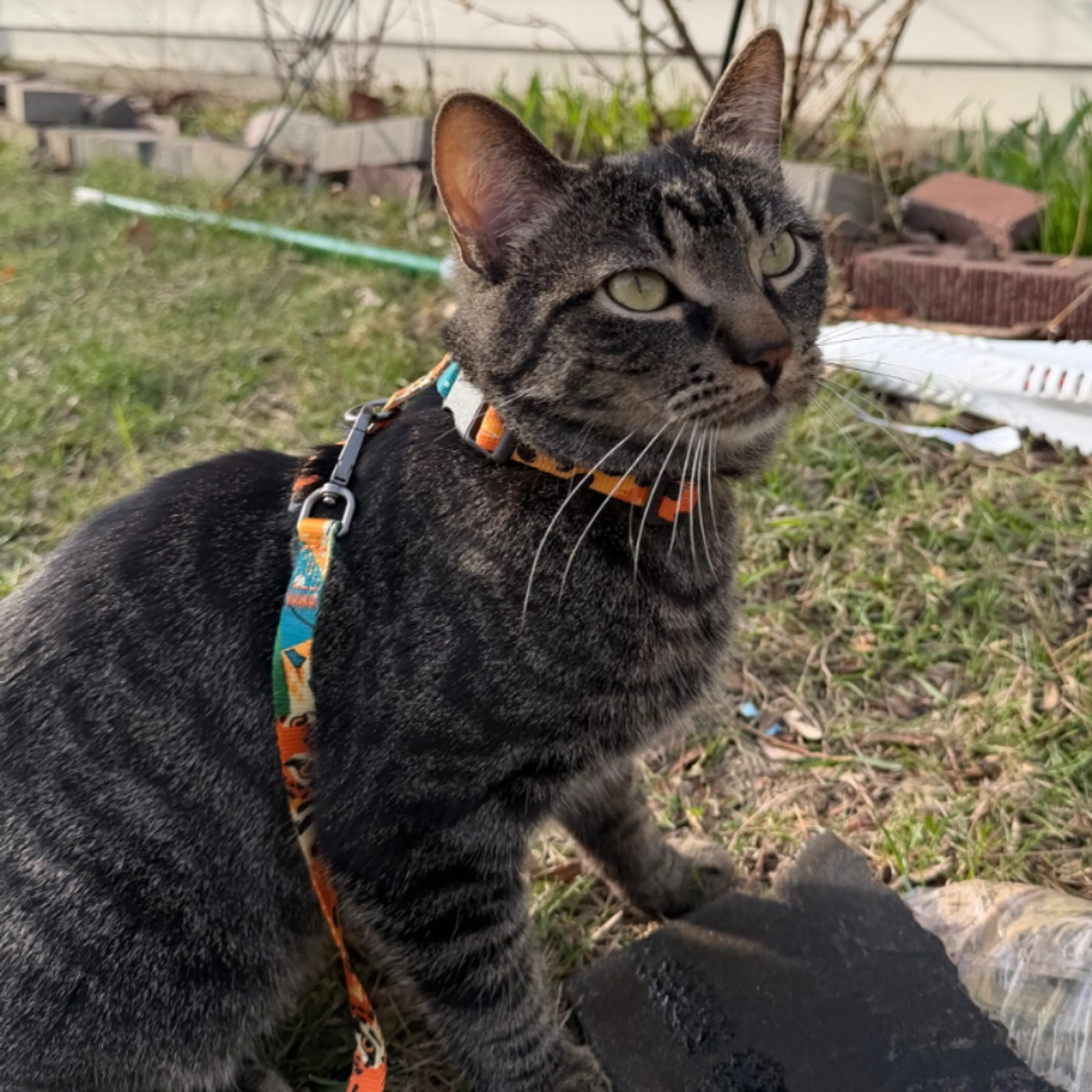 Lost pet