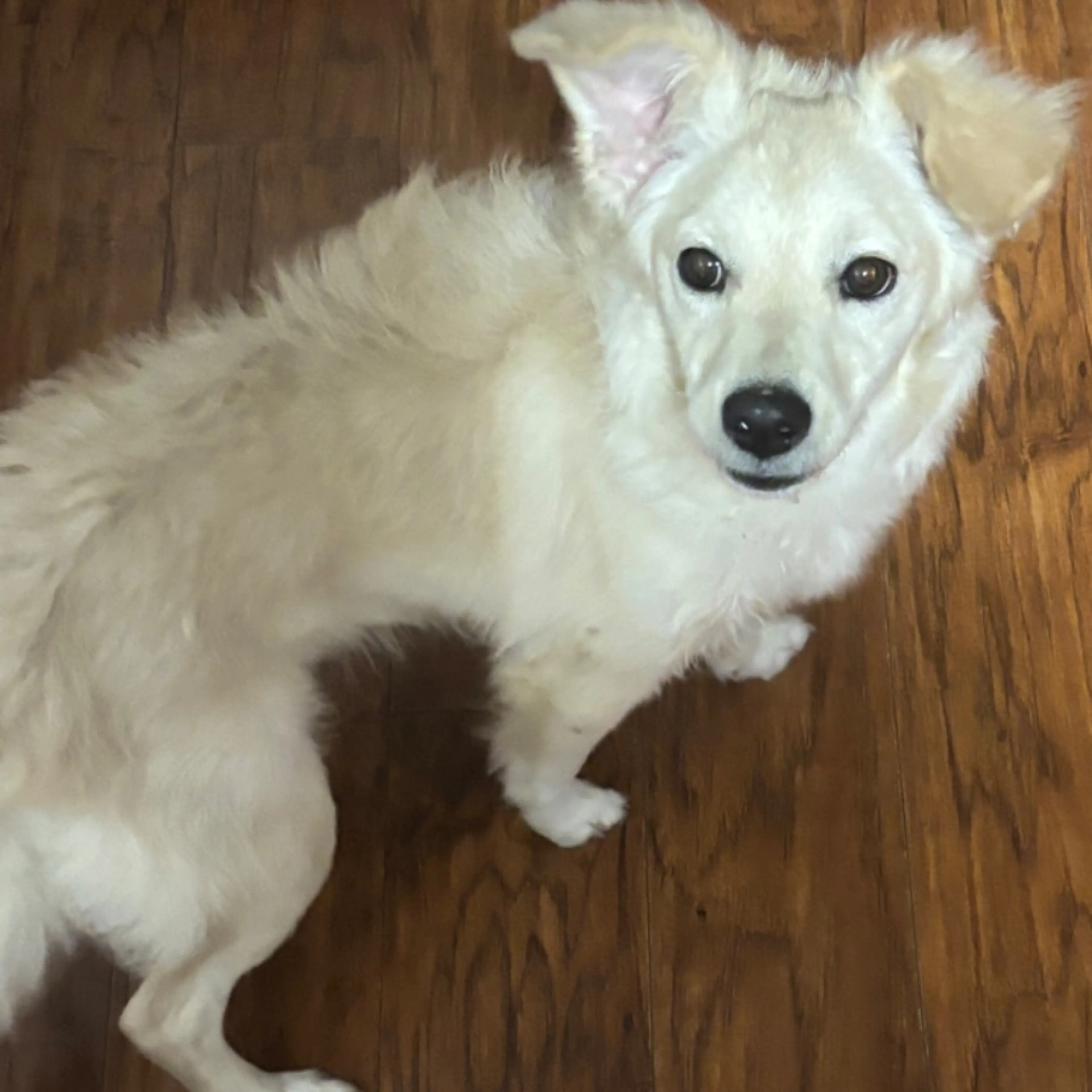 Found pet