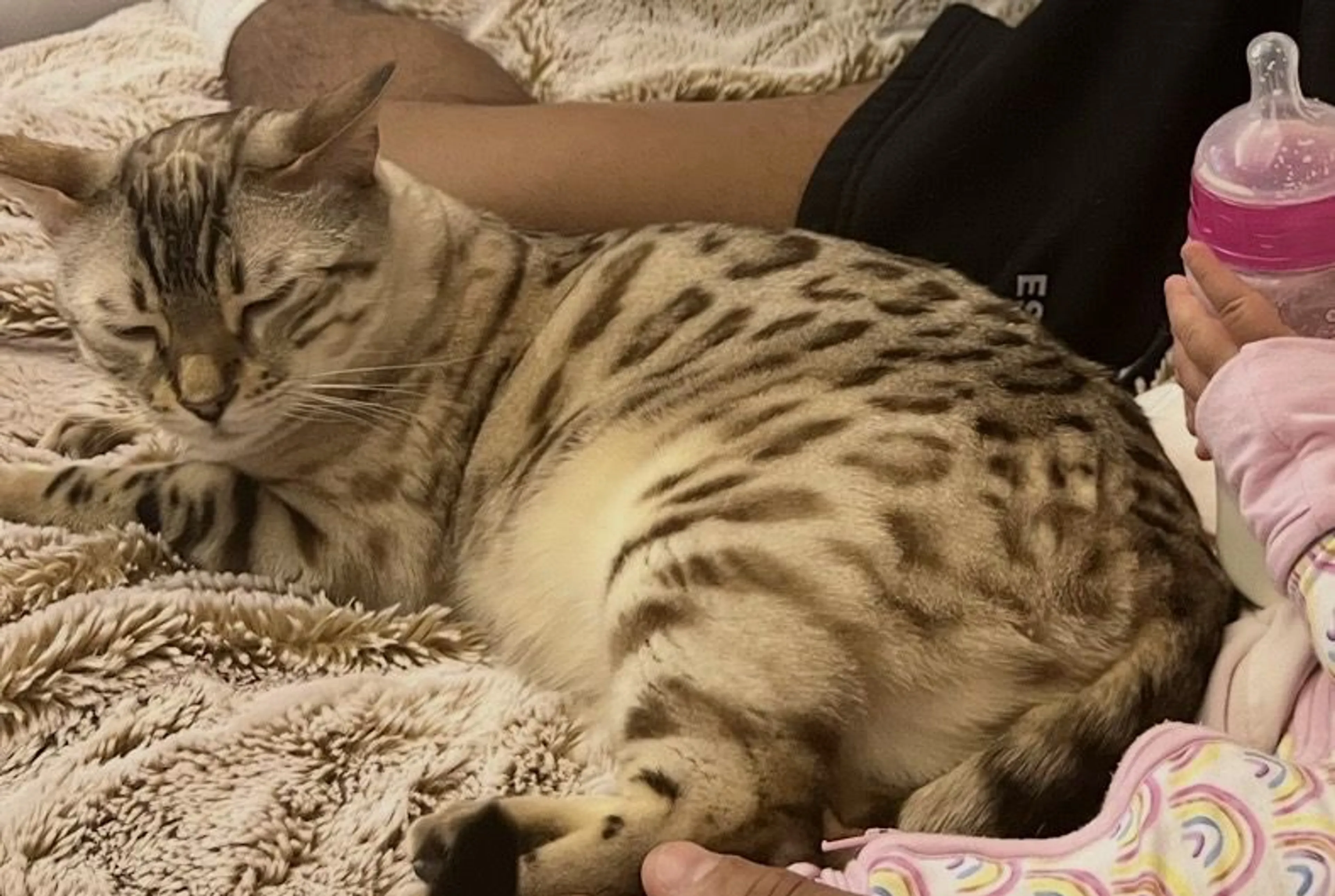 Lost pet-2