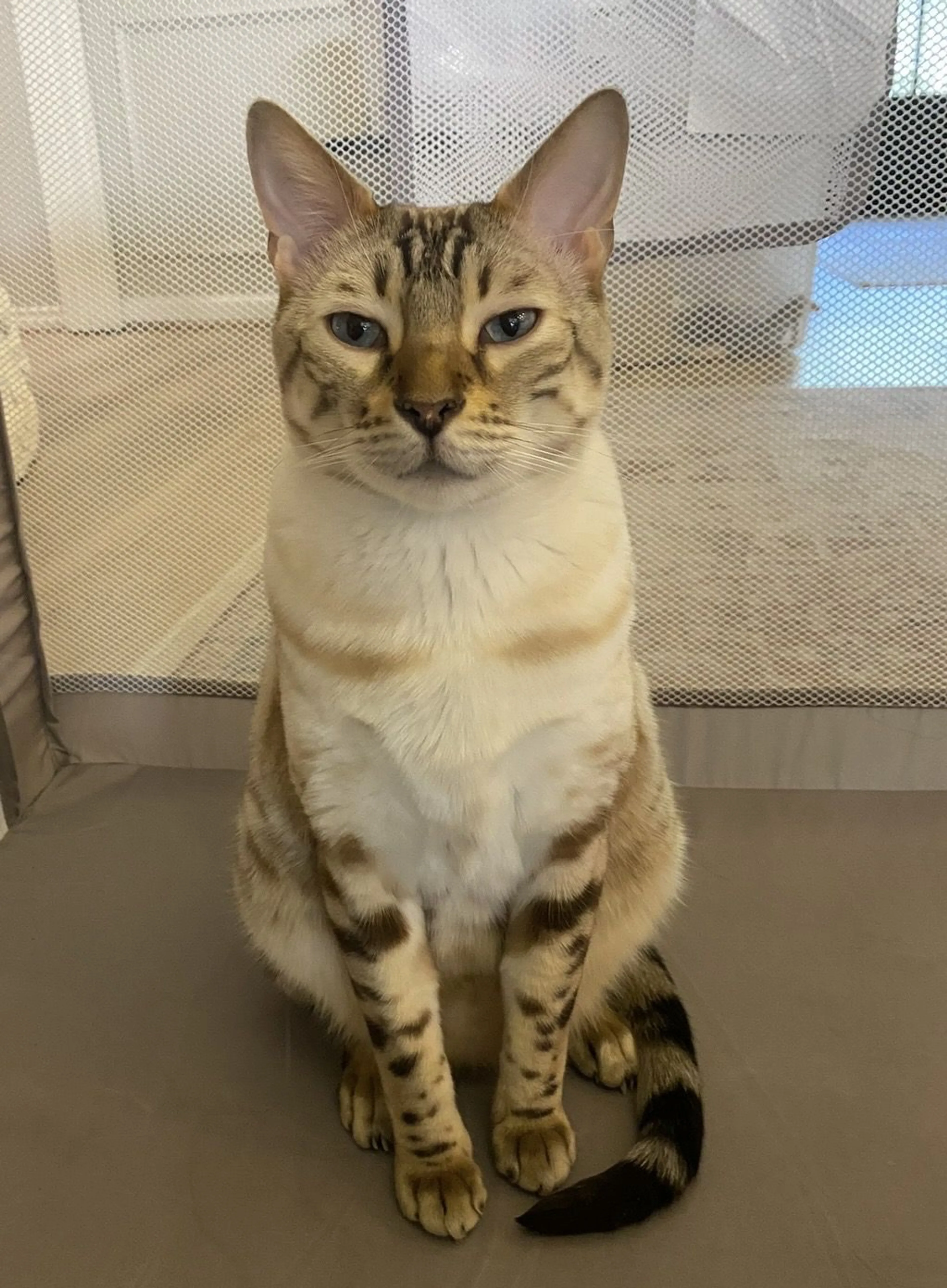 Lost pet-1