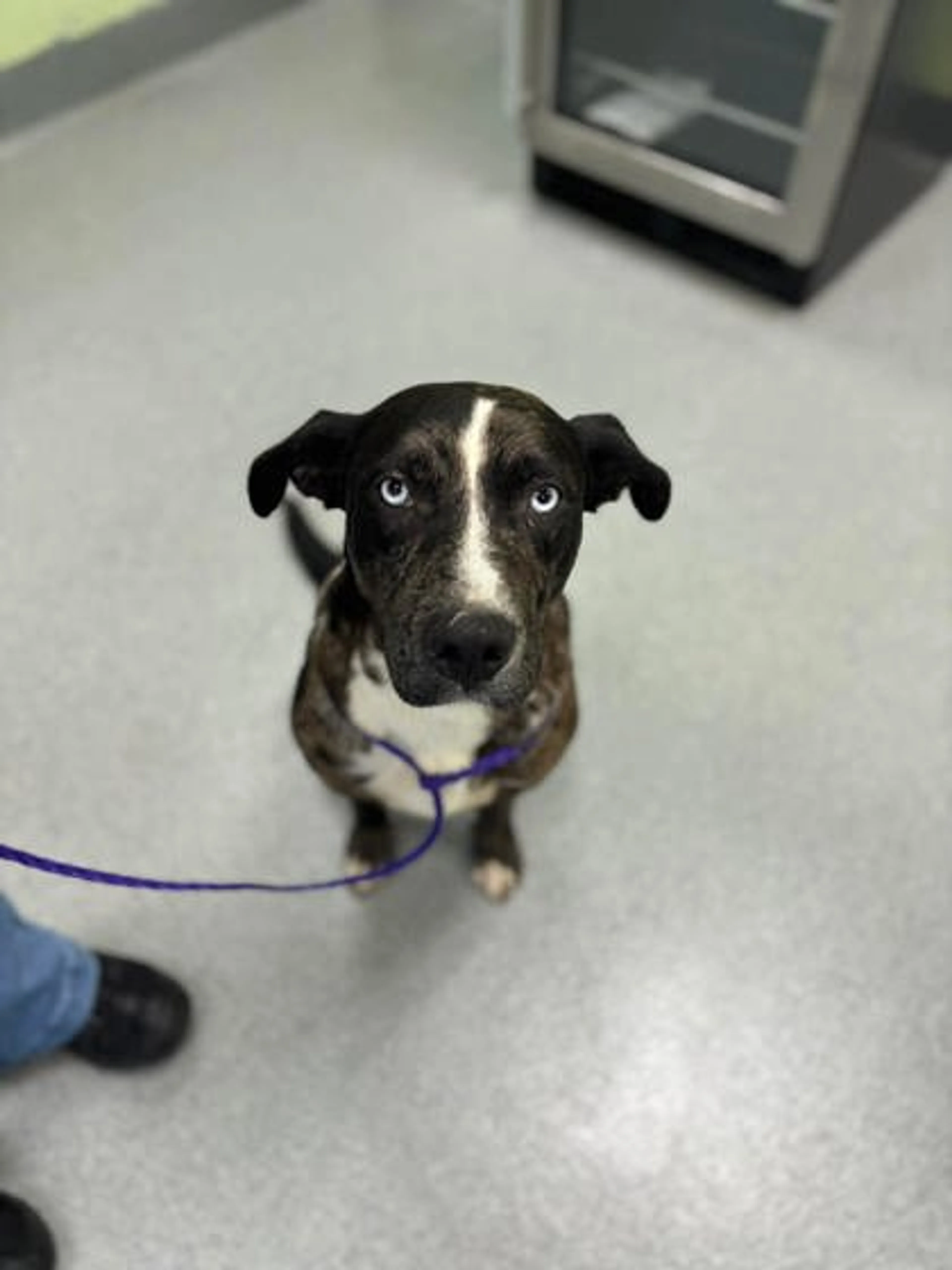 Found pet