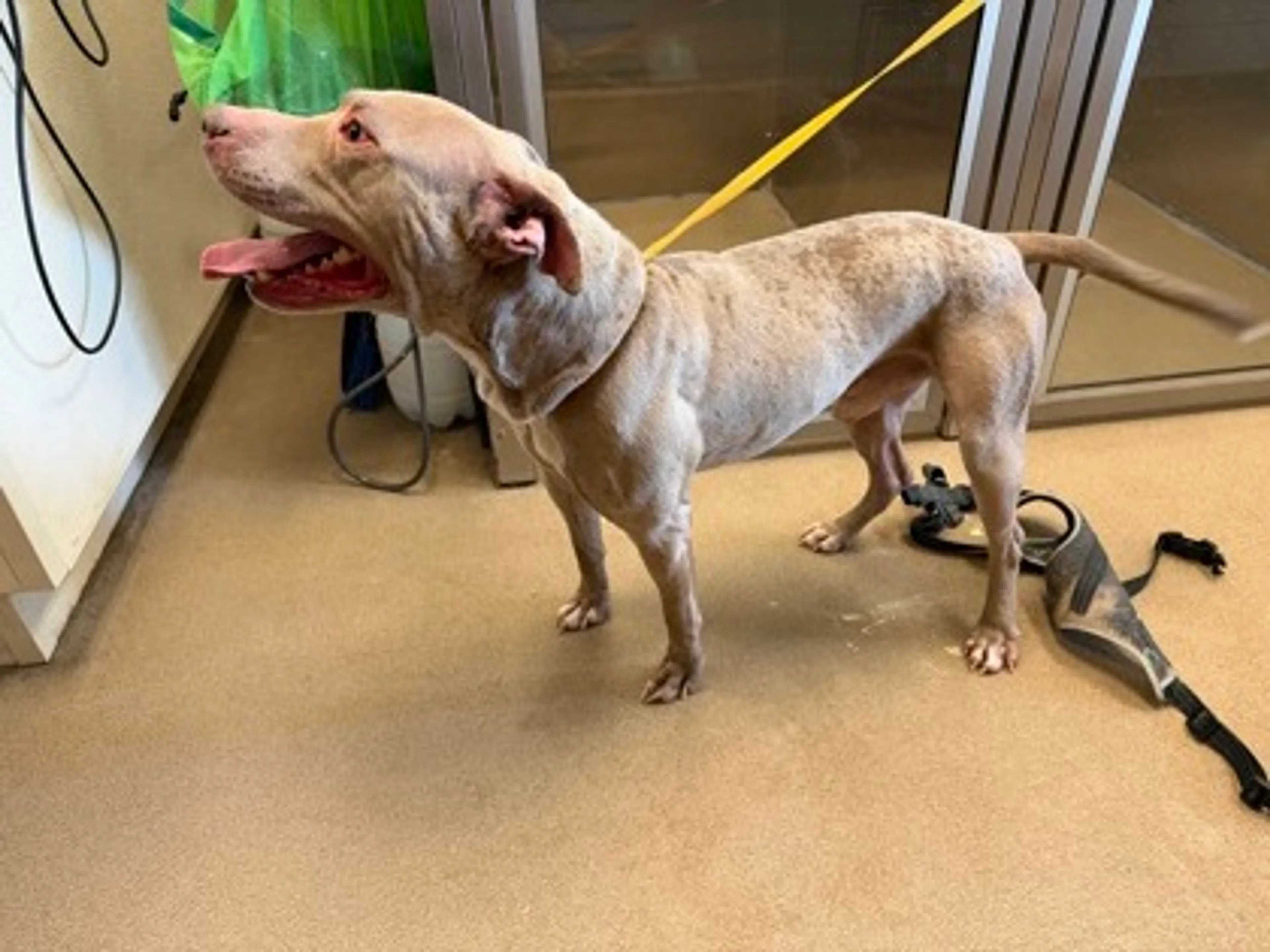 Found pet-1