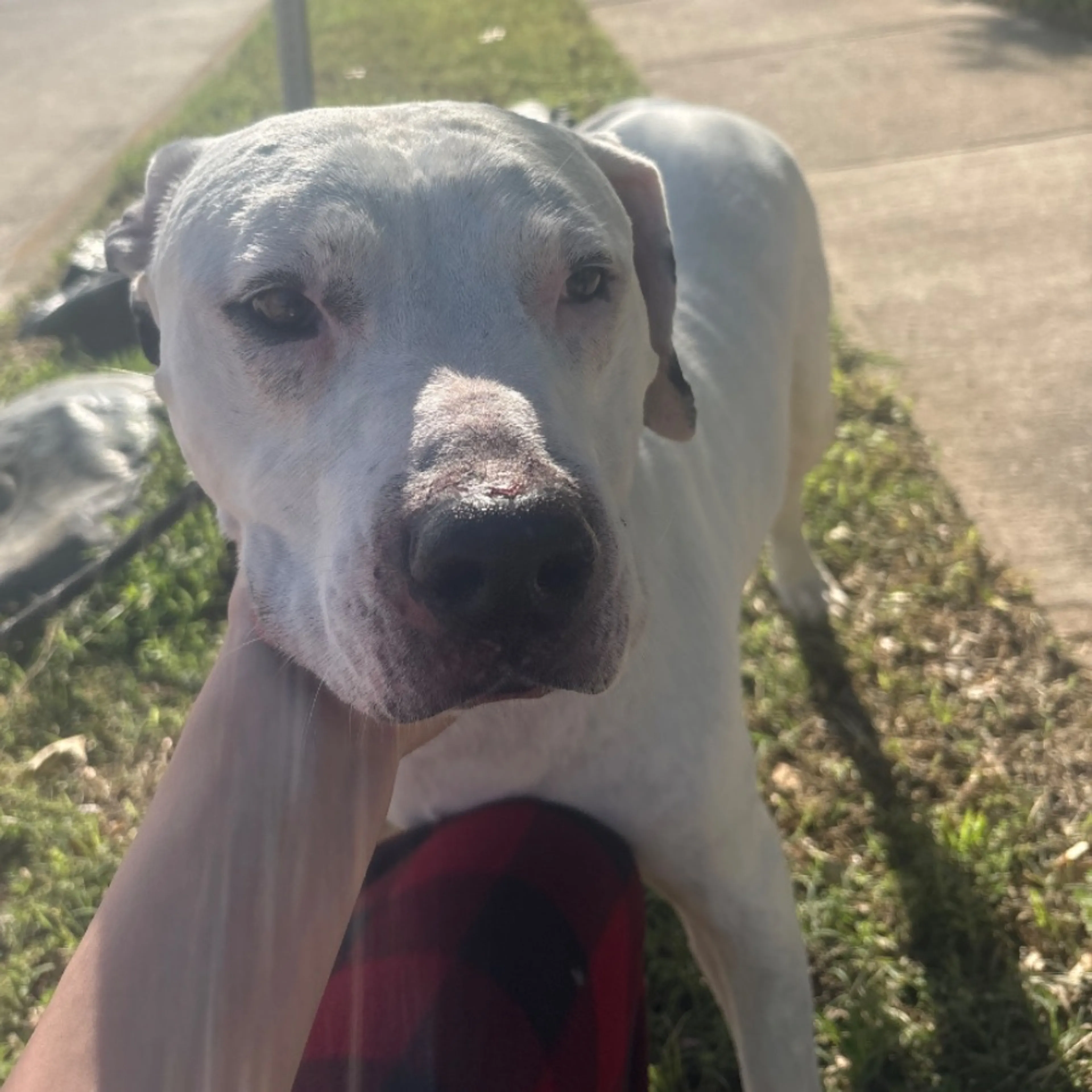 Found pet