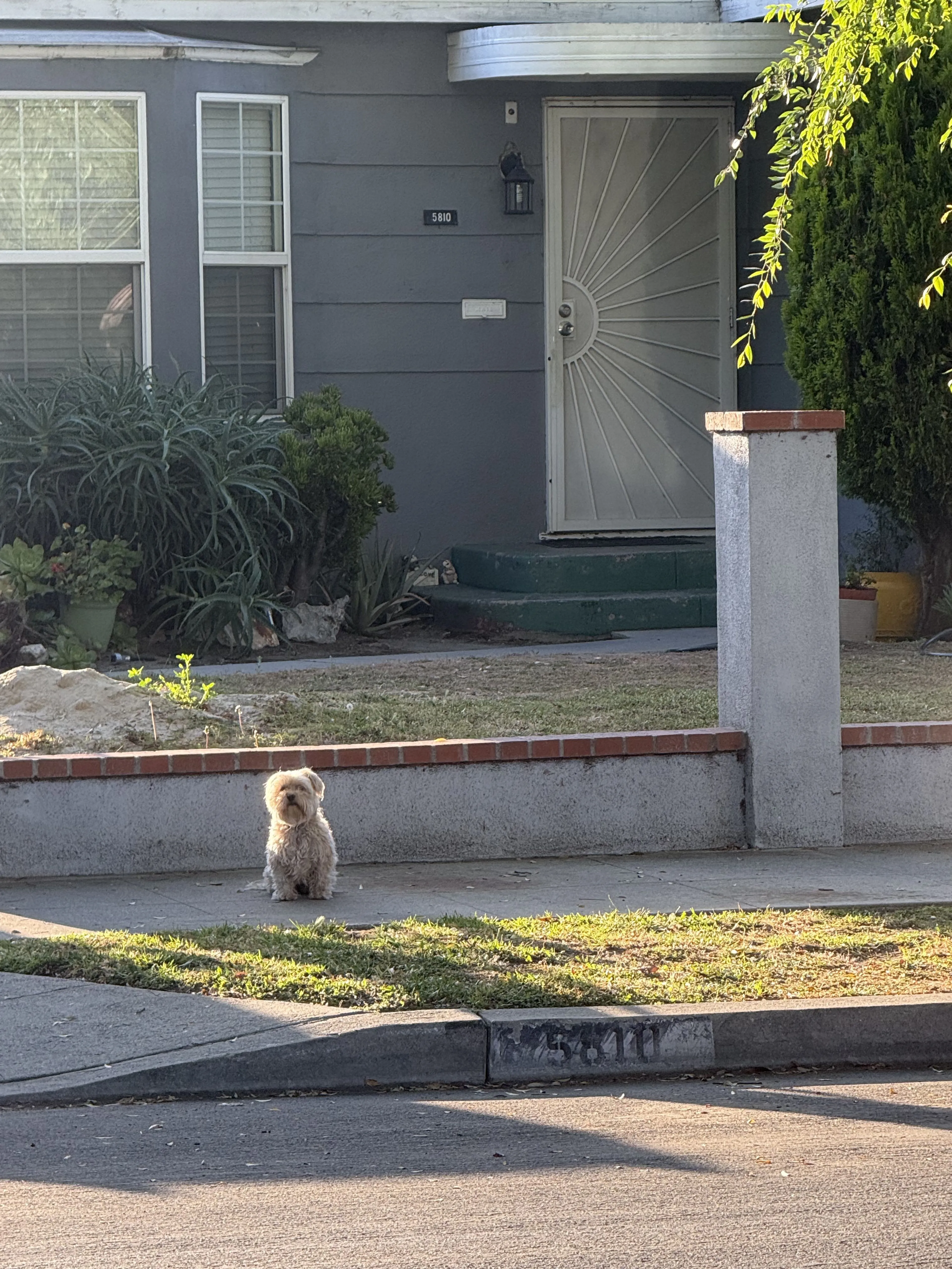 Lost pet