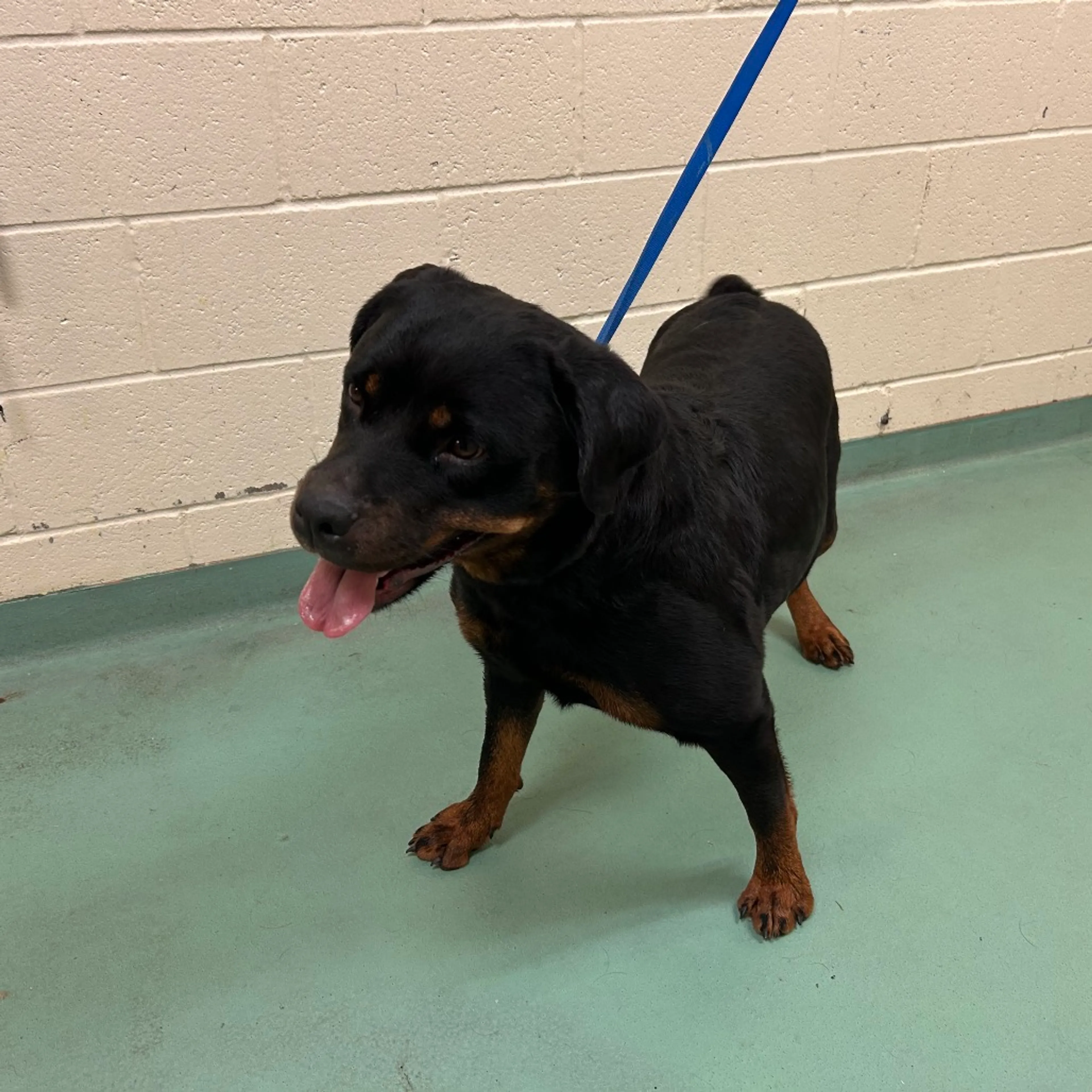 Found pet
