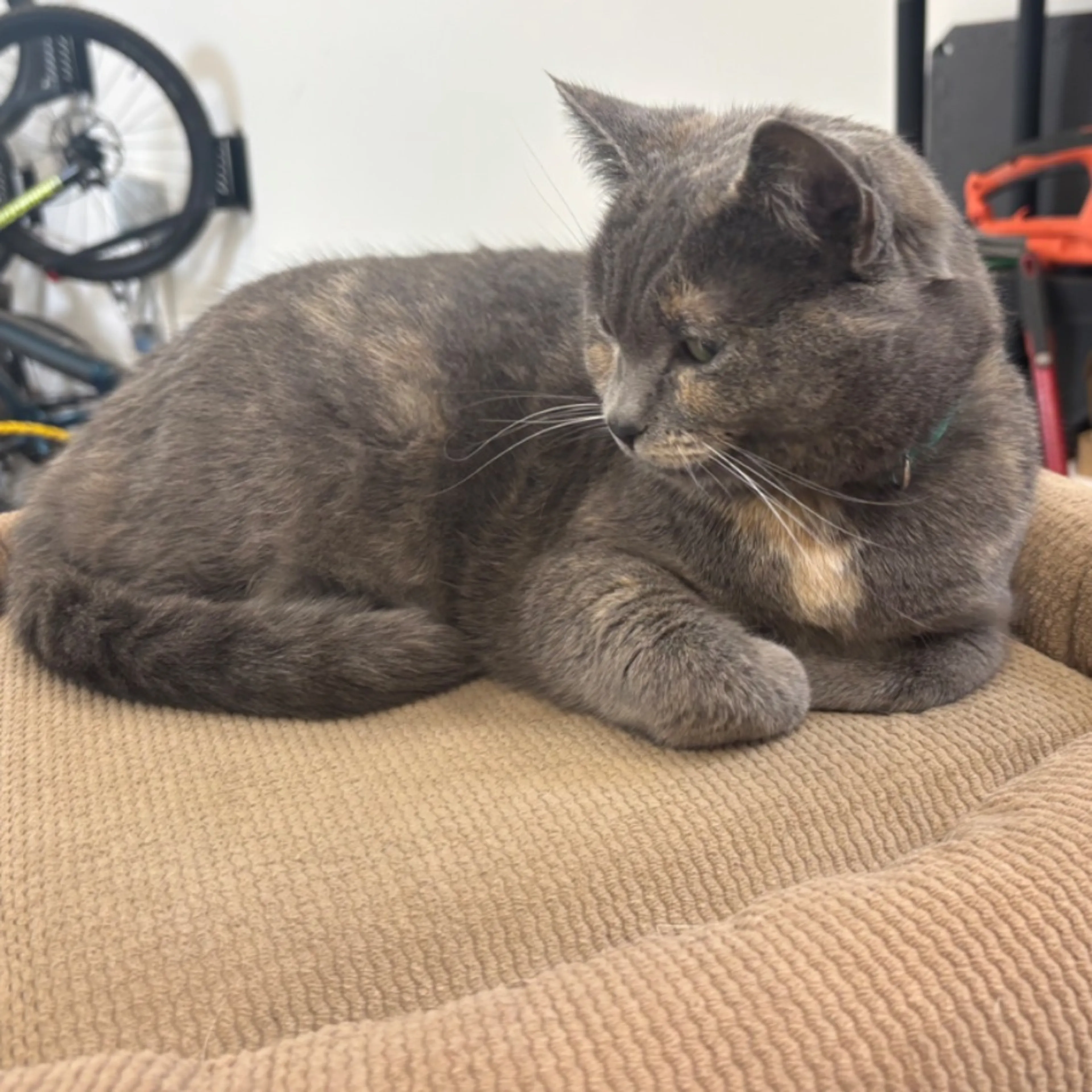 Lost pet