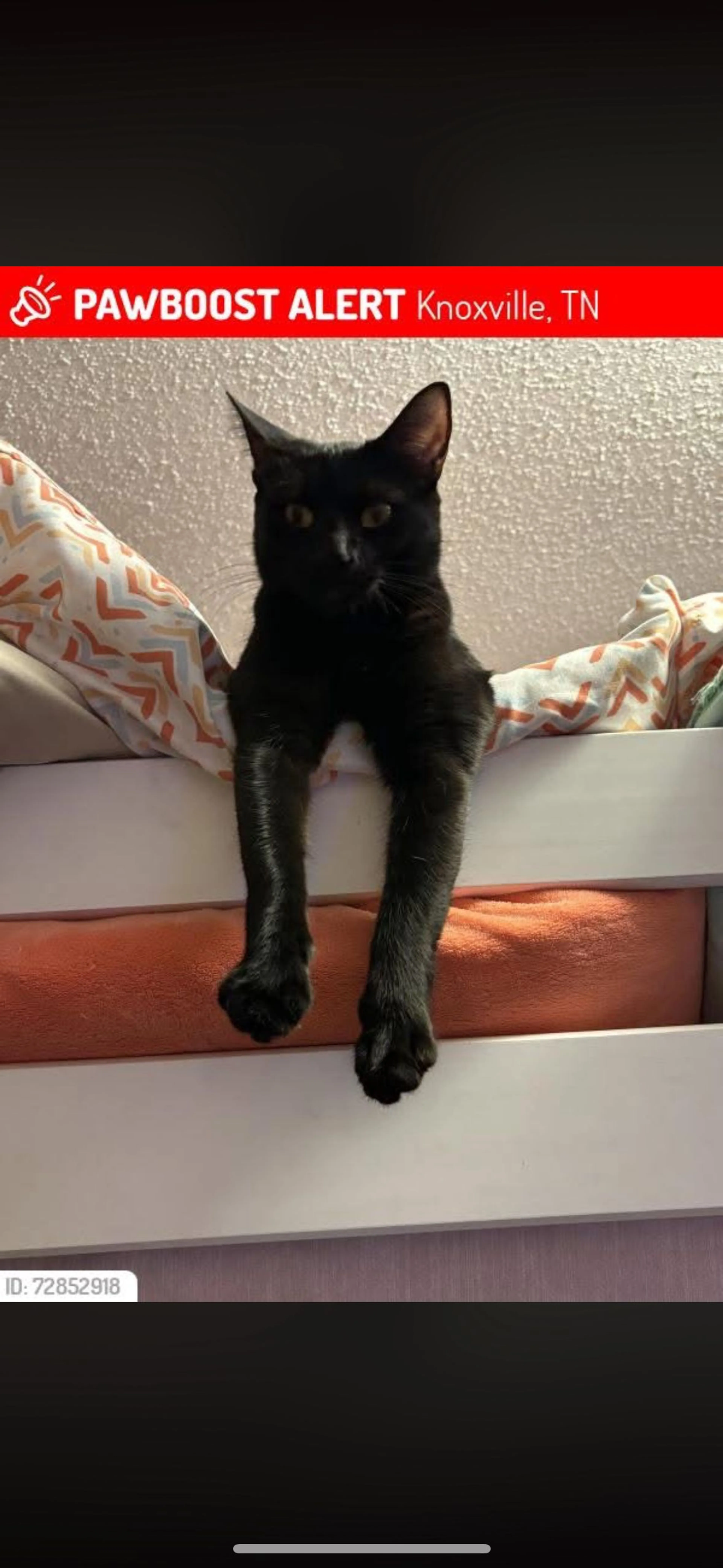 Lost pet