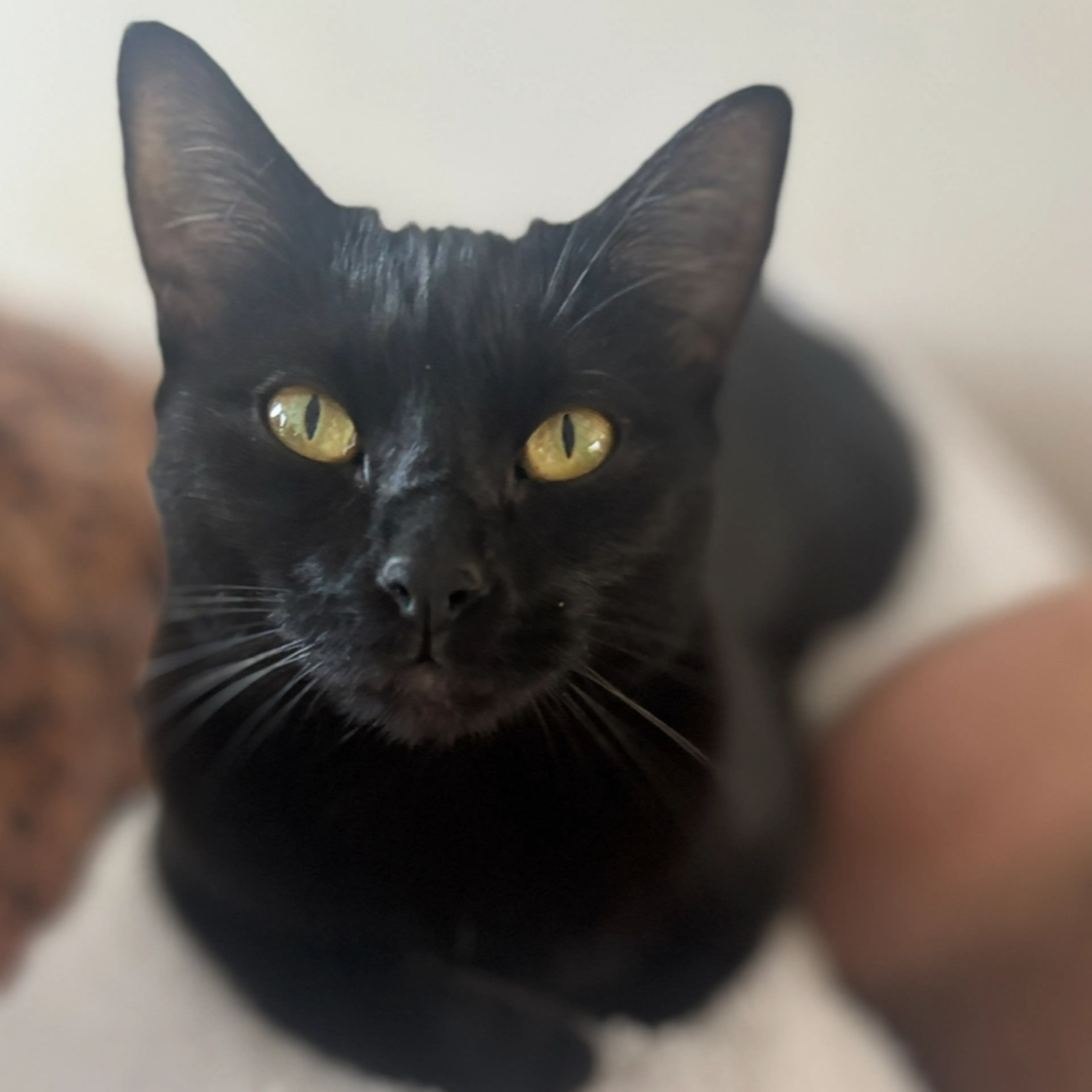 Lost pet-2