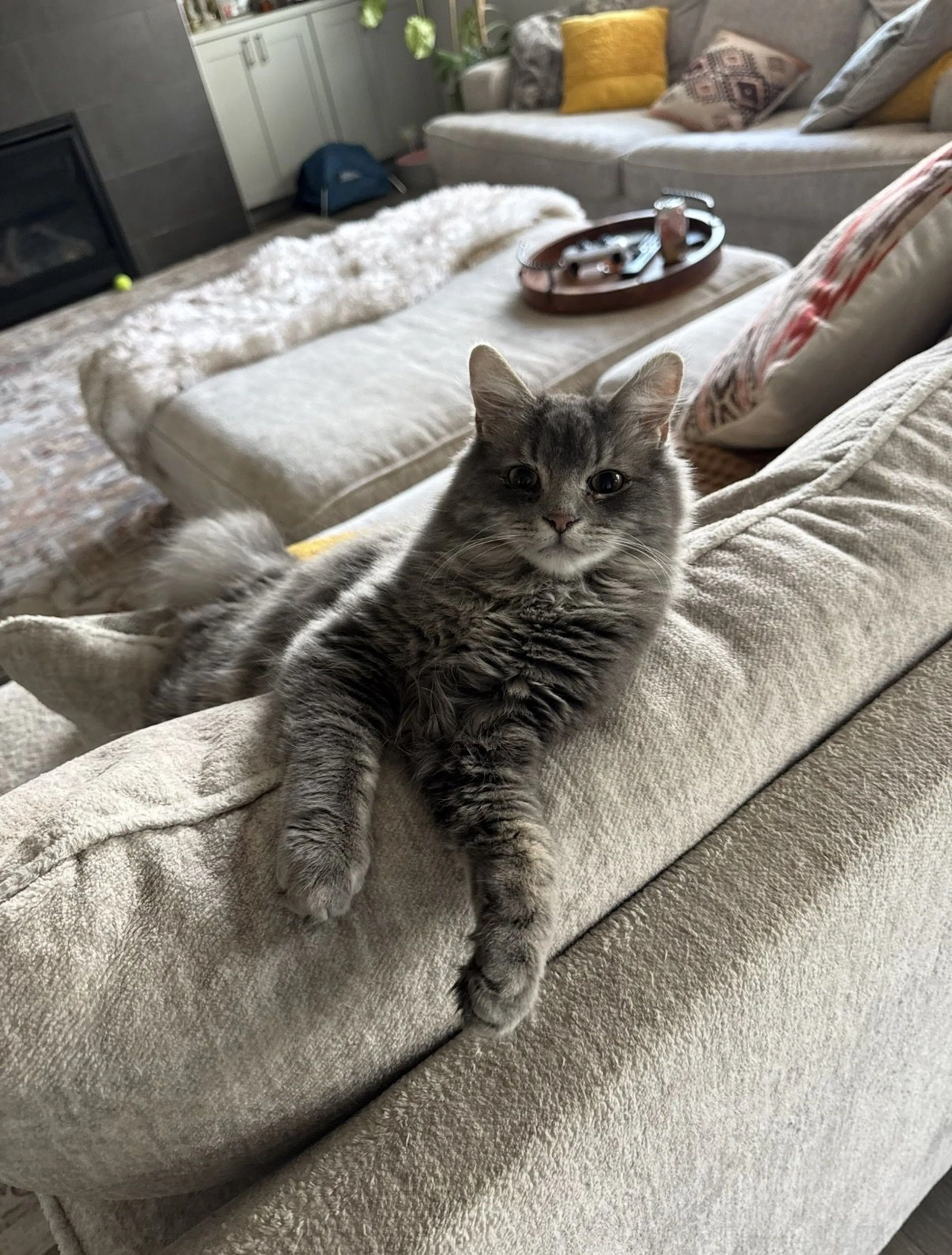 Lost pet-2