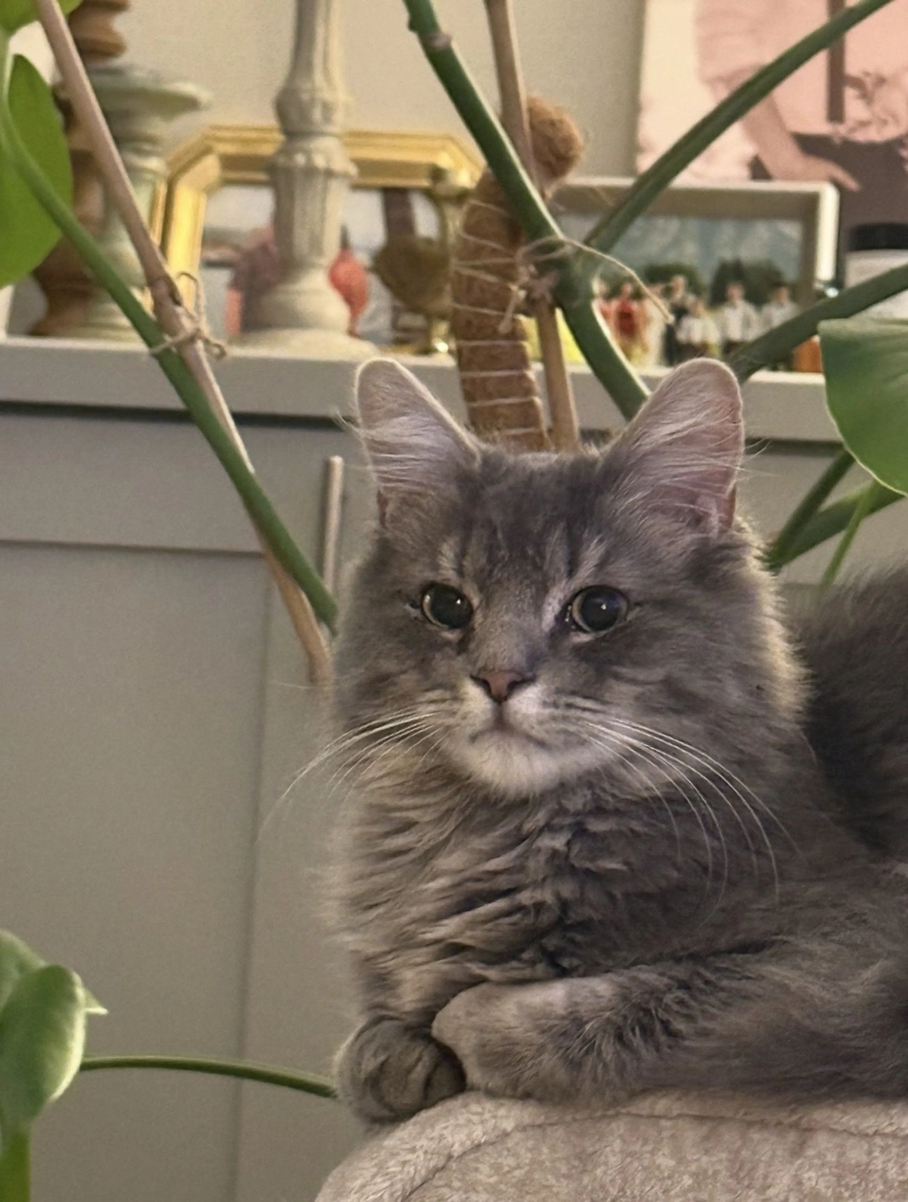 Lost pet-0